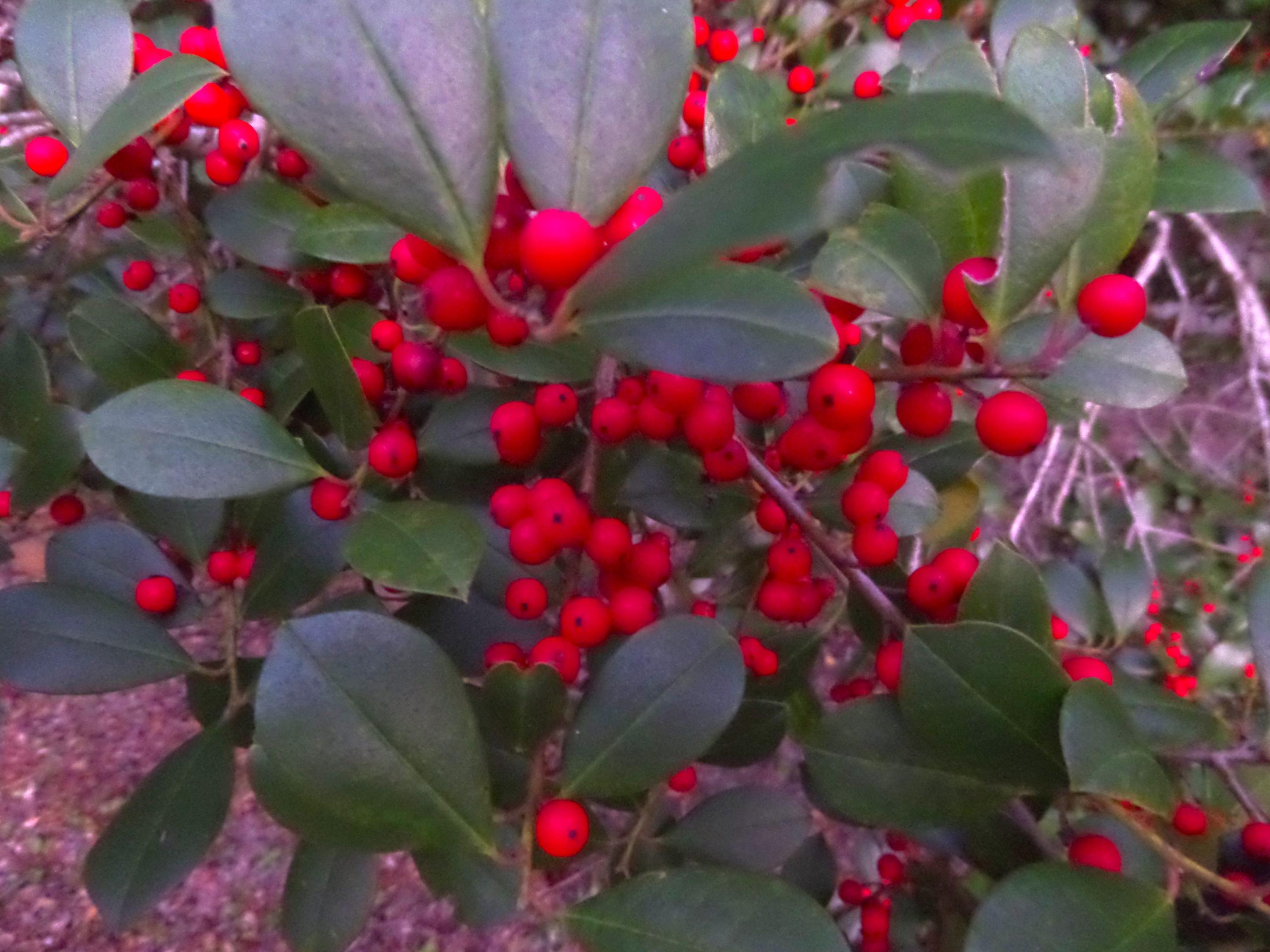 ST ANDREWS VILLAGE SOUTH 2 - Residential