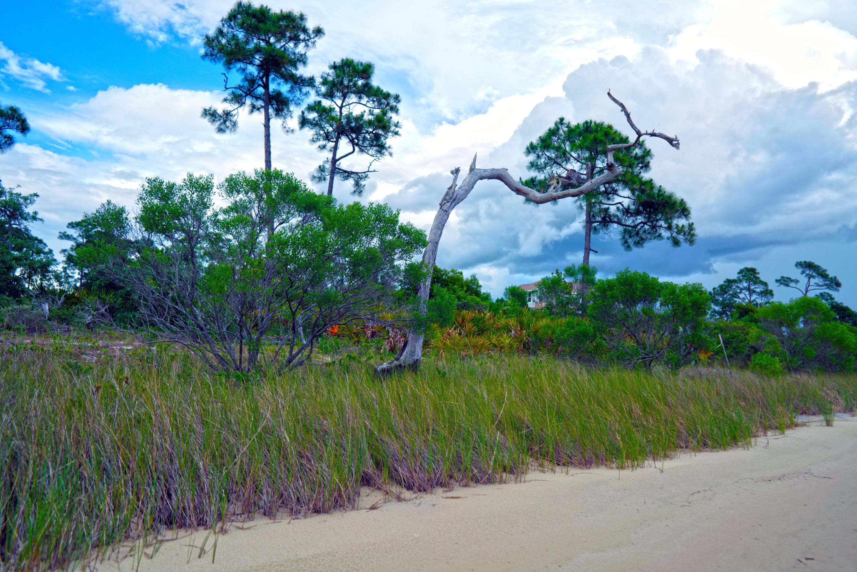 FOREST SHORES - Land