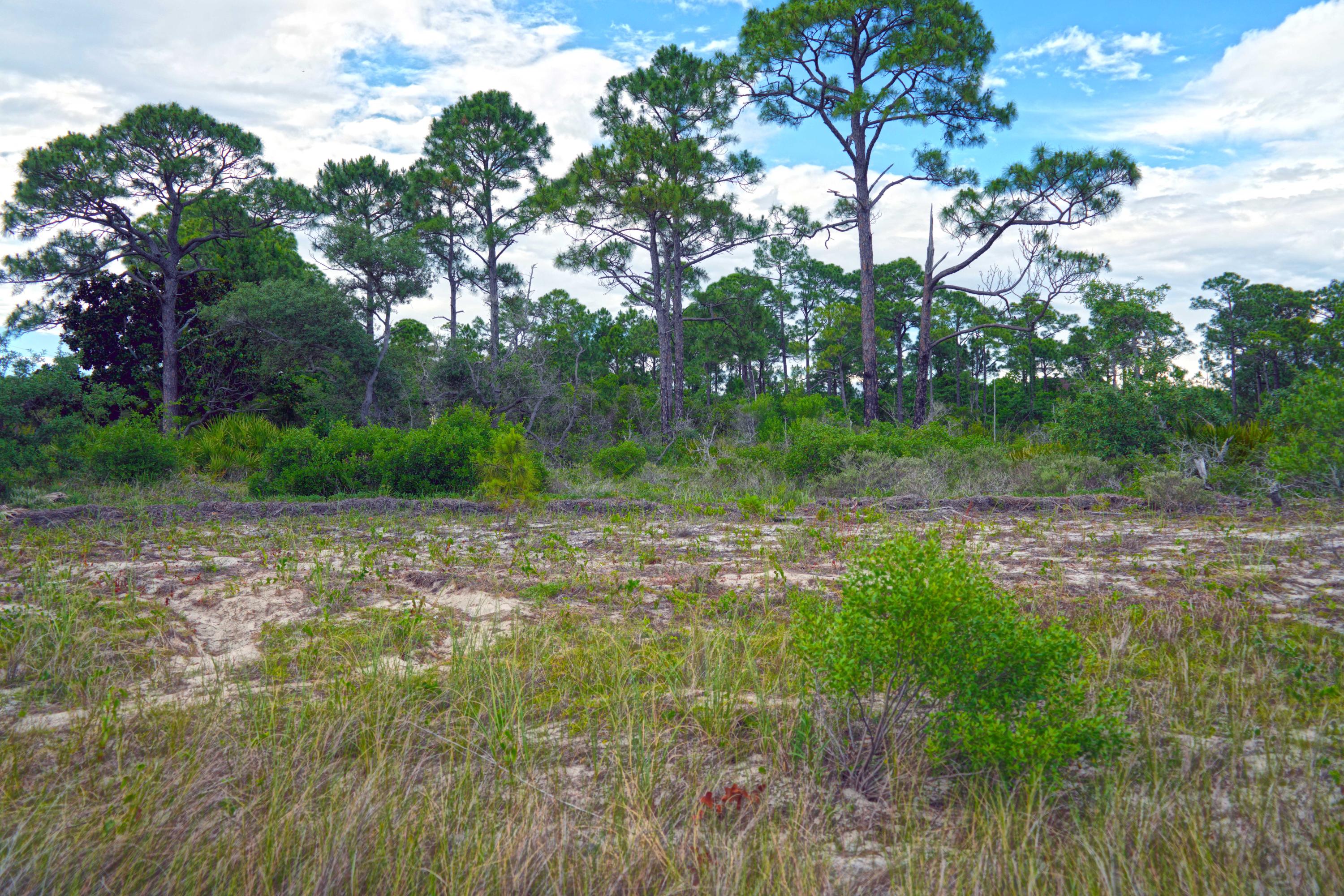 FOREST SHORES - Land