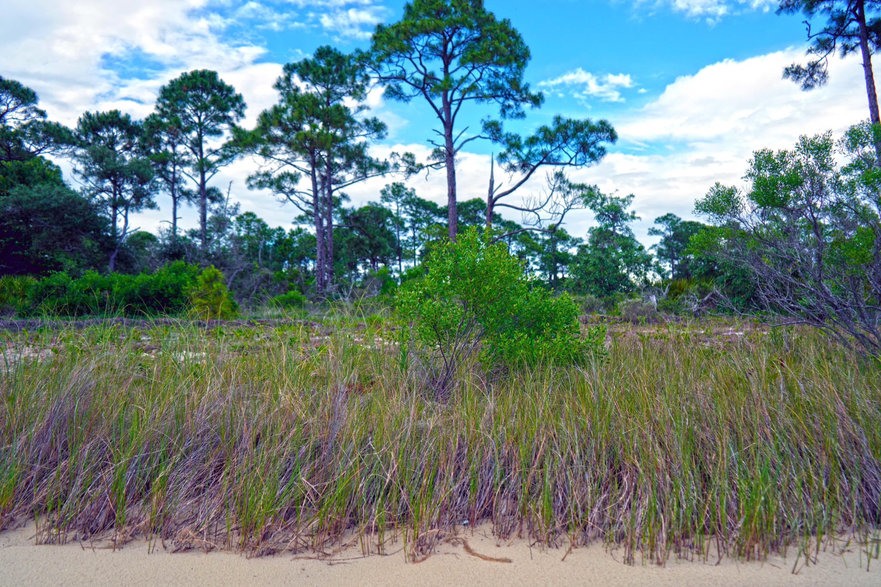 FOREST SHORES - Land