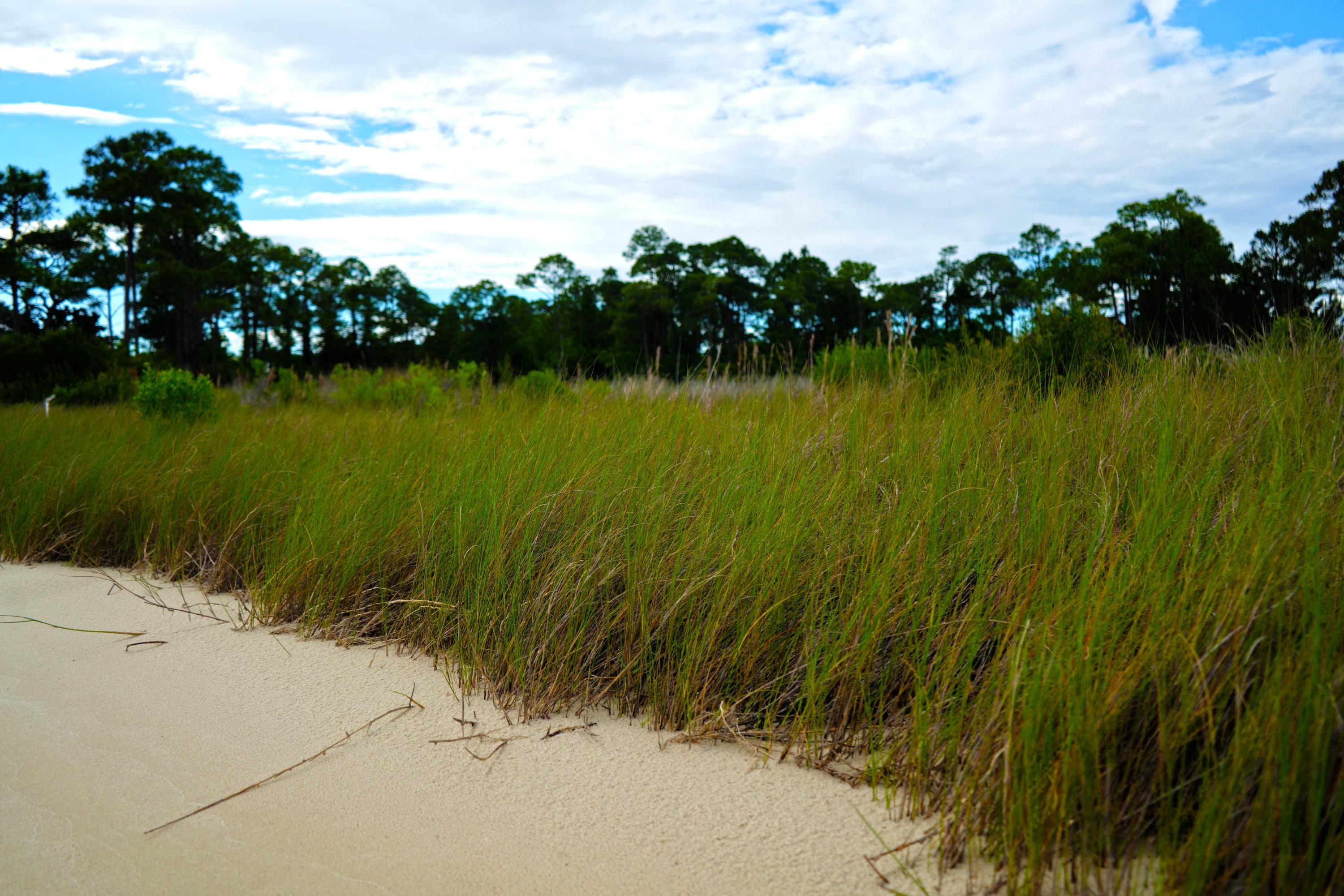 FOREST SHORES - Land