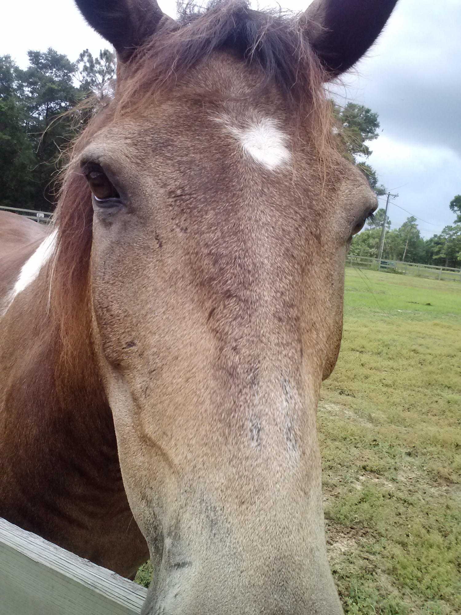 38 Acre Ranch - Farm