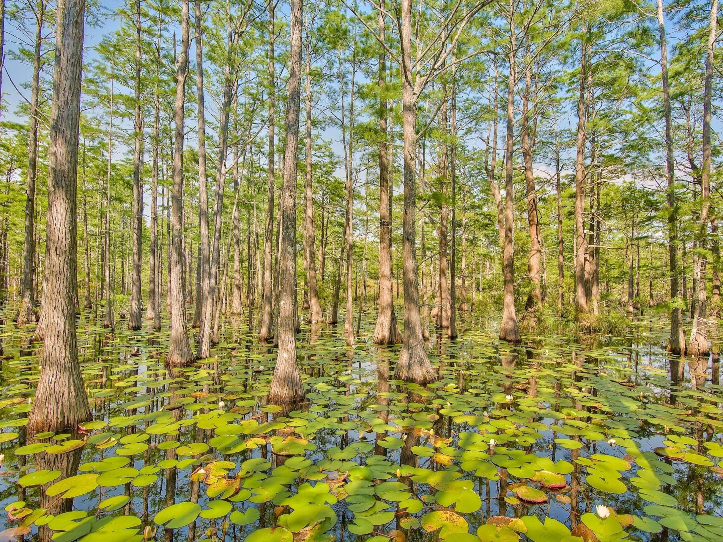 CYPRESS DUNES - Land