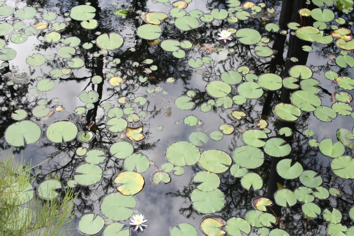 CYPRESS DUNES - Land