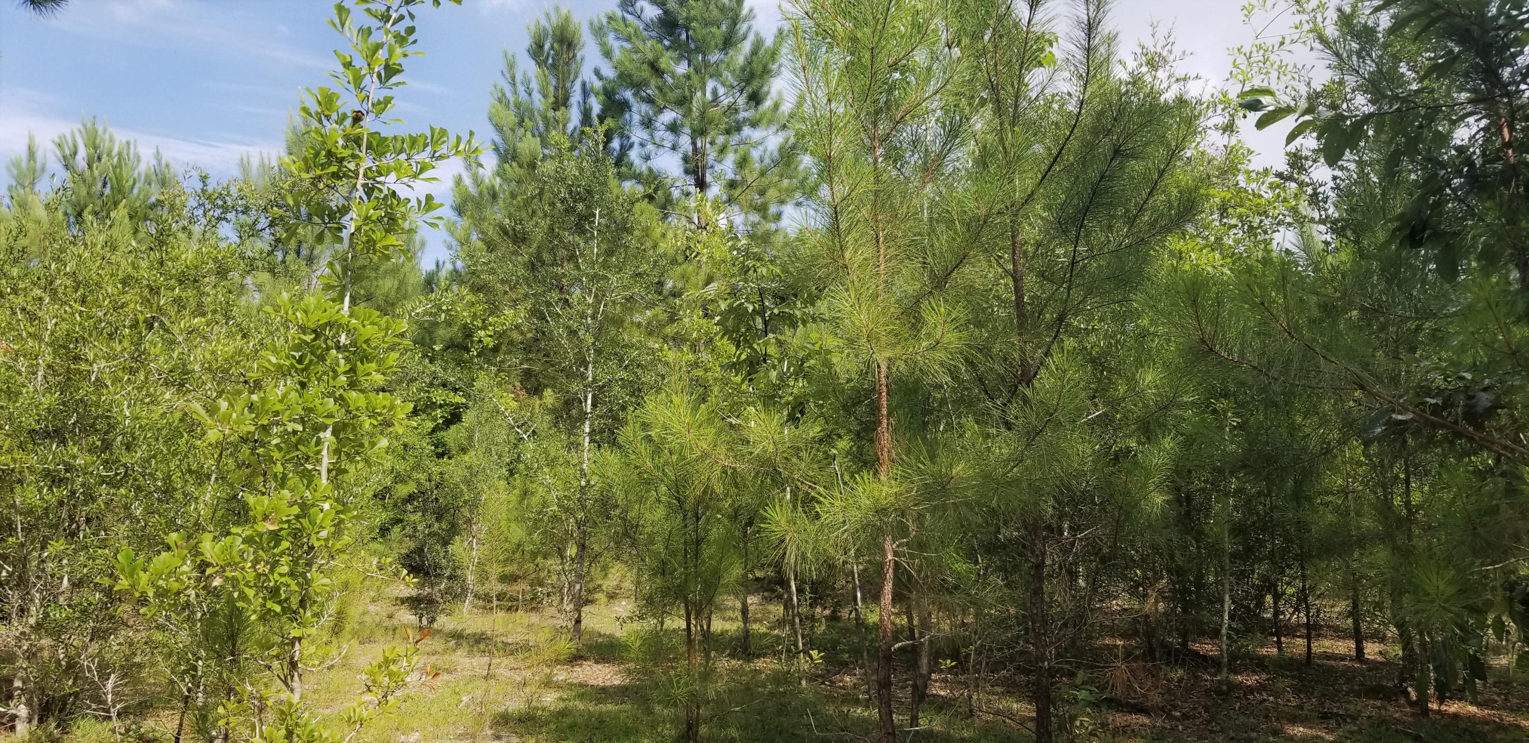 METES & BOUNDS - Farm