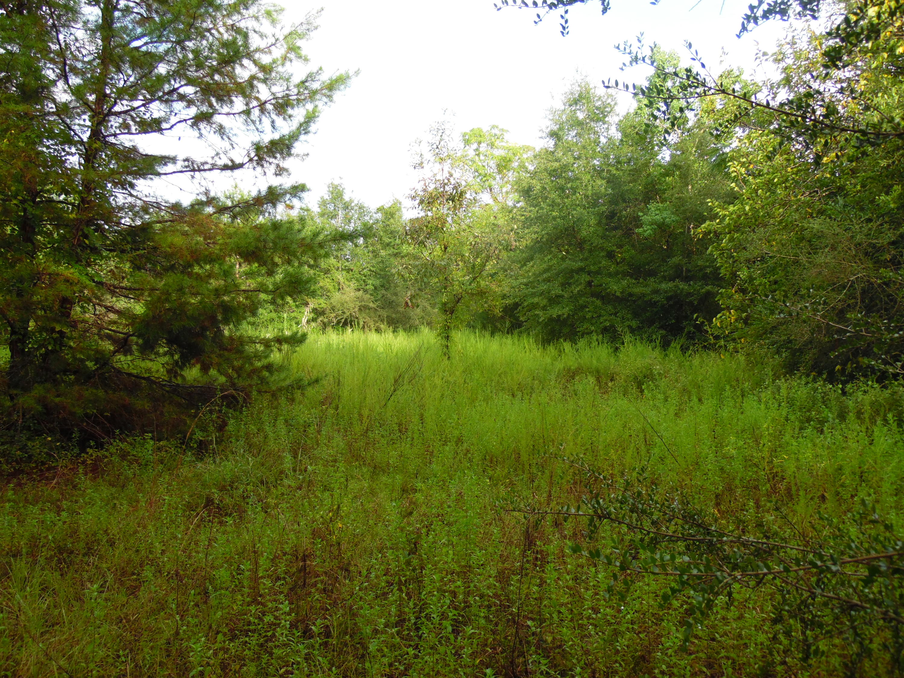 This property is simply stunning and has a great location. It is located on the corner of two paved roads and is just minutes from town. This property is a diverse property complete with meadow, nature trails and parts that are wooded. There are tall pines, oaks and pecan trees located on the property. It would make a beautiful home site to build your dream home on. It located just minutes away from town, Eglin or the South Walton beaches. Please check under documents to see a copy of a old survey. The structures on the survey have been torn down and removed from the property, old septic was crushed and filled in. Seller wasn't sure if there was an old well, since he has not lived on the property. This property has over 200 feet on US Hwy 90 West.