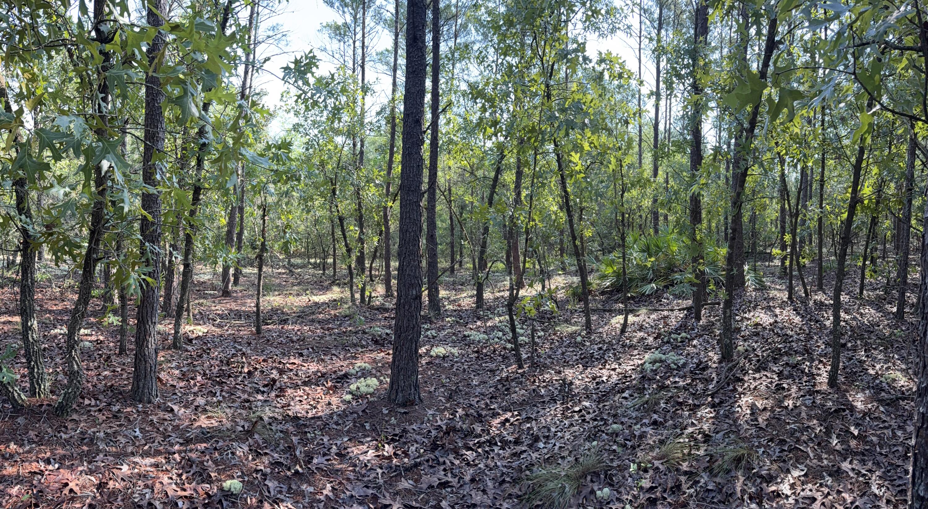 Discover the perfect canvas for your dream home on this beautifully wooded lot just under 5 acres on JW Hollington Road. Located just down the street from Windswept Dunes Golf Course and only a 10-minute drive to shopping and everyday conveniences, this property offers both privacy and accessibility. The land features a mix of laurel oaks, magnolias, and pines, creating a picturesque natural setting. Mostly flat with a gentle slope toward the back, the lot borders a peaceful creek--ideal for a tranquil backyard retreat. Whether you're ready to build now or invest for the future, this scenic parcel is a rare find.