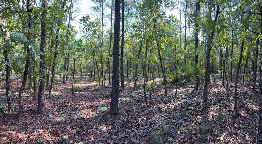 Discover the perfect canvas for your dream home on this beautifully wooded lot just under 5 acres on JW Hollington Road. Located just down the street from Windswept Dunes Golf Course and only a 10-minute drive to shopping and everyday conveniences, this property offers both privacy and accessibility. The land features a mix of laurel oaks, magnolias, and pines, creating a picturesque natural setting. Mostly flat with a gentle slope toward the back, the lot borders a peaceful Lafayette Creek--ideal for a tranquil backyard retreat. Whether you're ready to build now or invest for the future, this scenic parcel is a rare find.