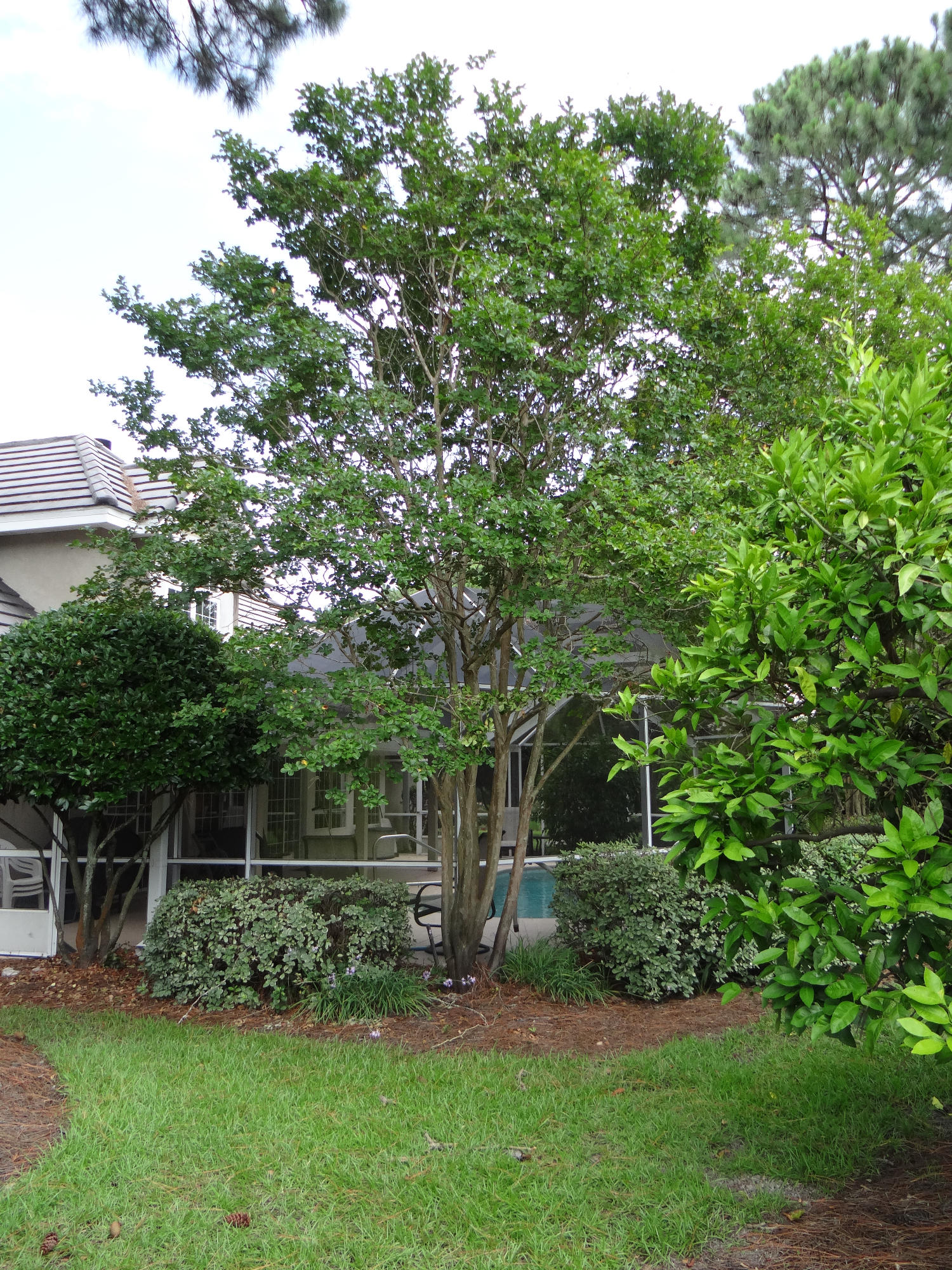 EMERALD BAY PH 1A - Residential