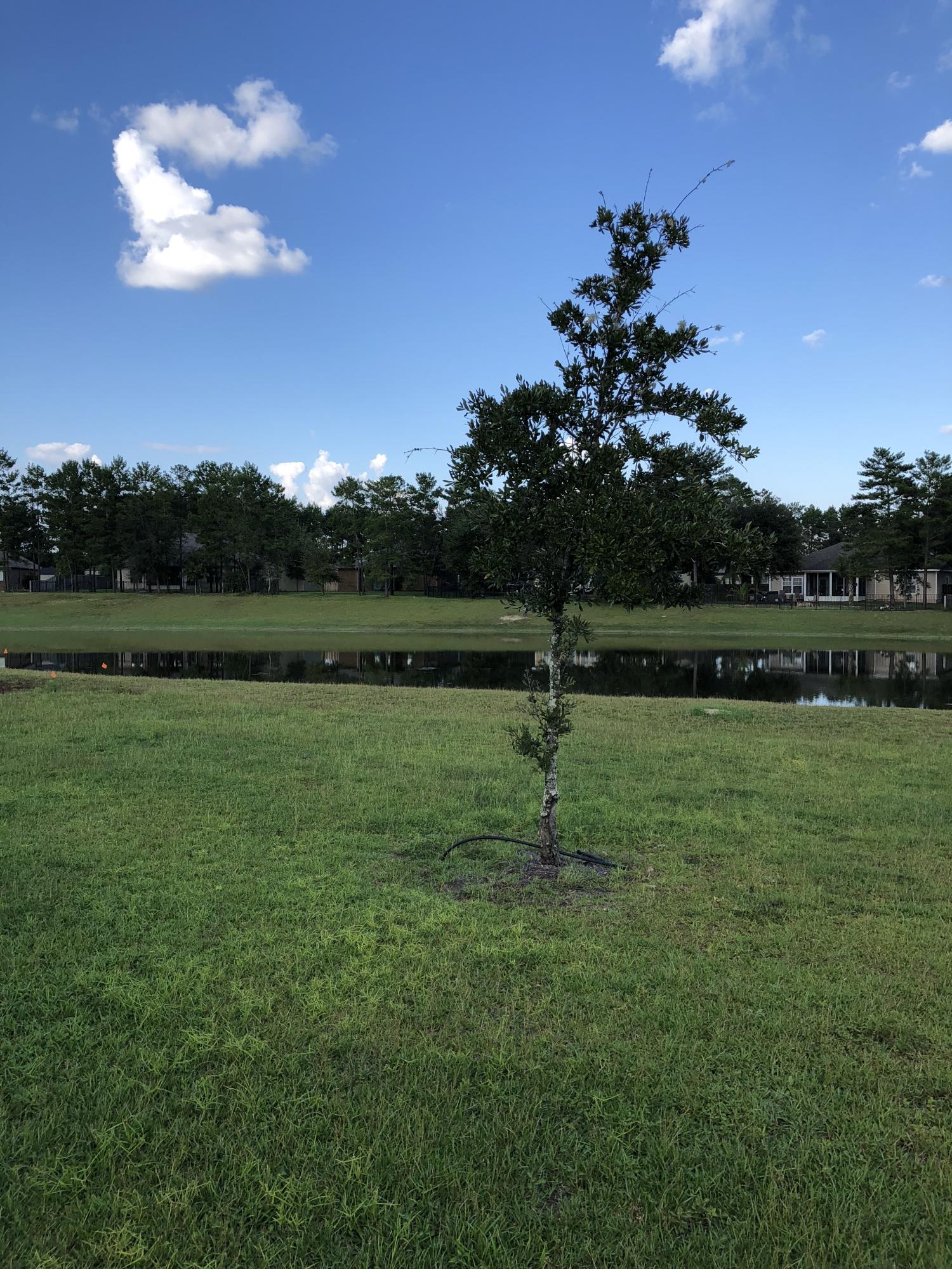 HAMMOCK BAY - Residential