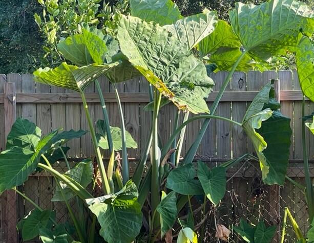 EAU CLAIRE ESTATES - Residential