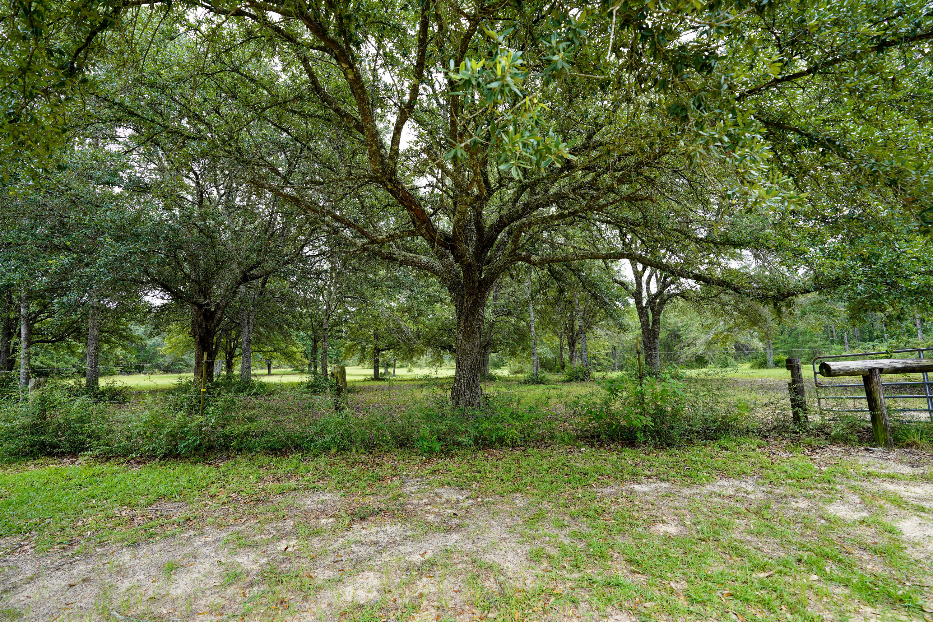 WALTON PLANTATION - Residential