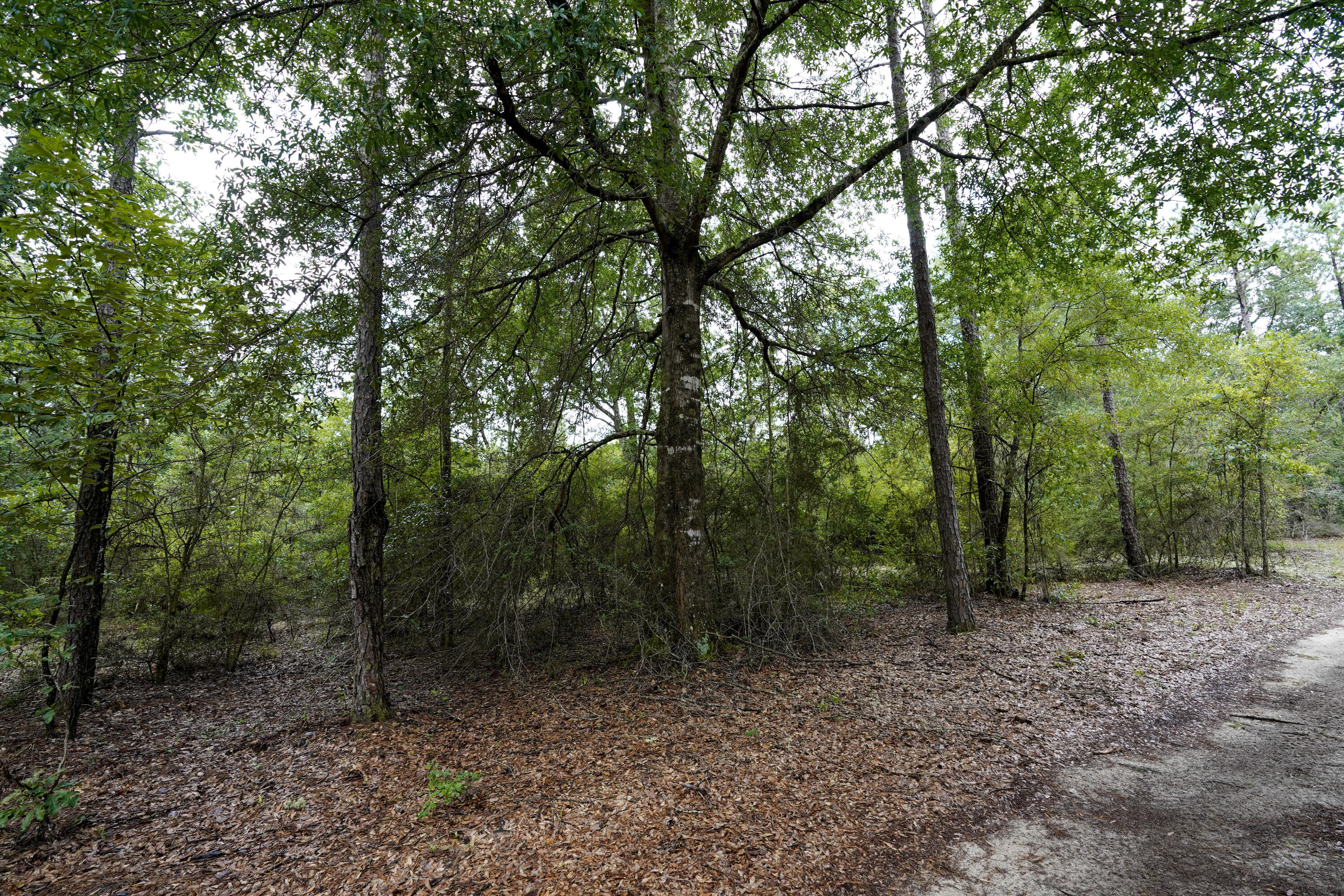WALTON PLANTATION - Residential