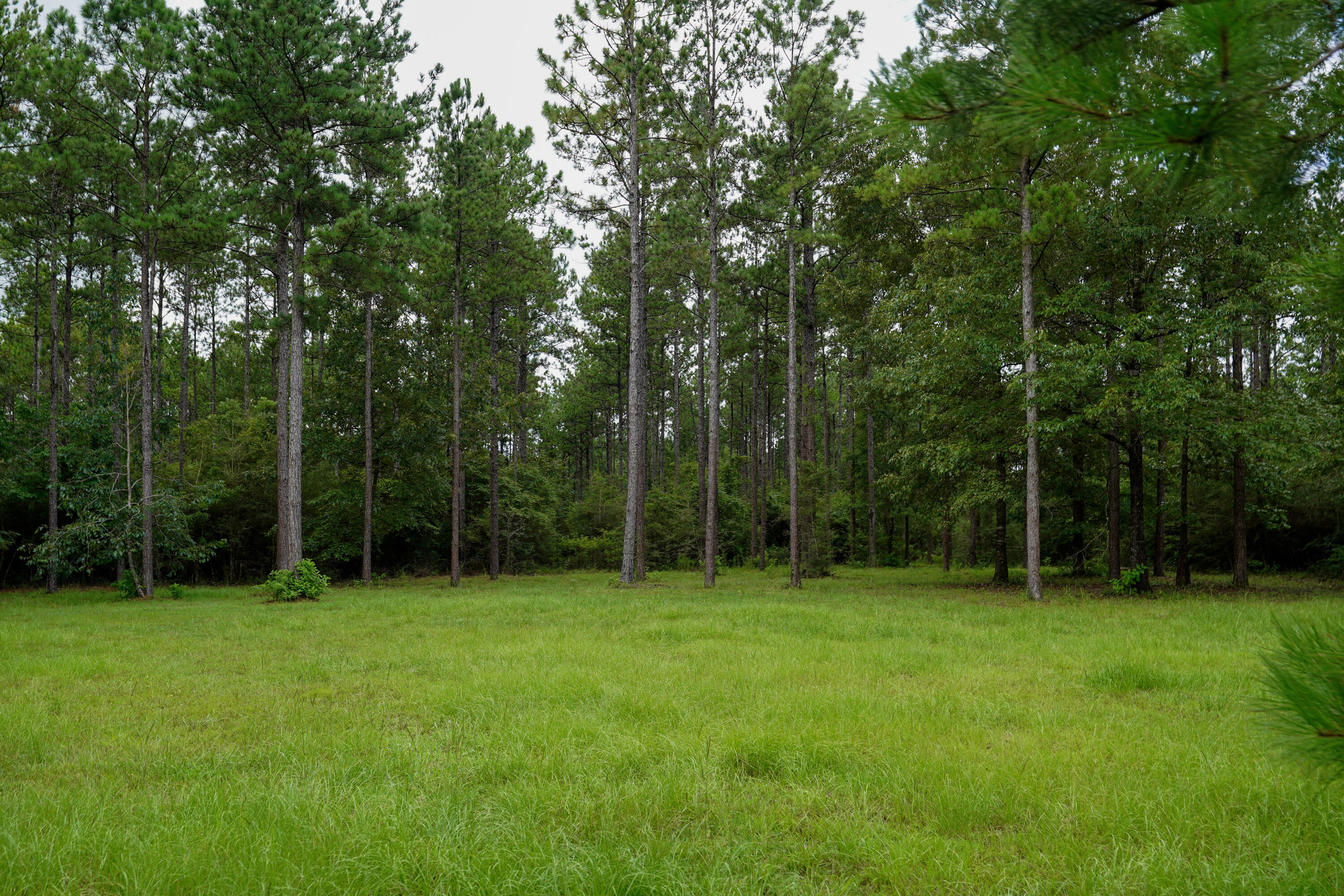 WALTON PLANTATION - Residential