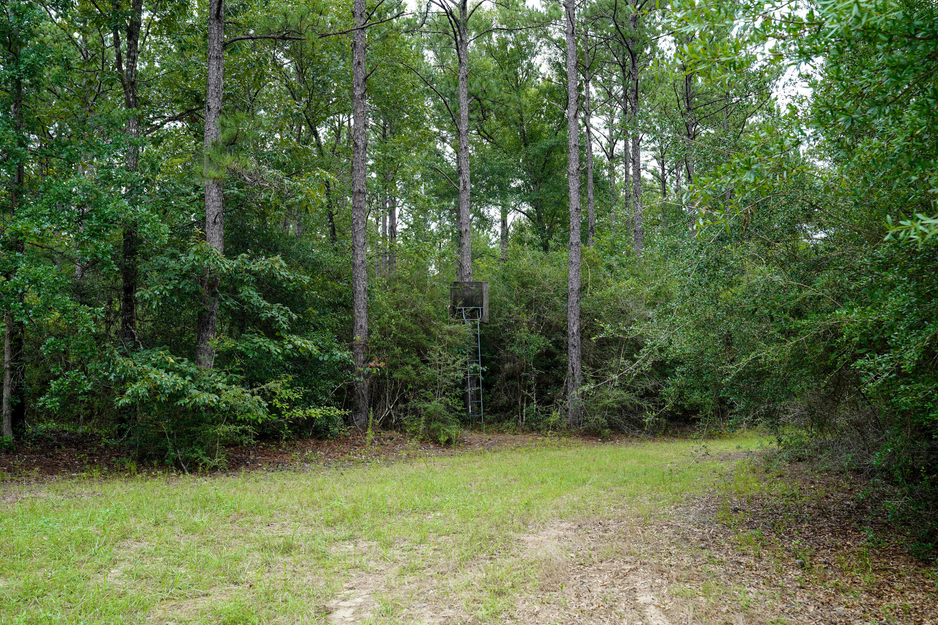 WALTON PLANTATION - Residential