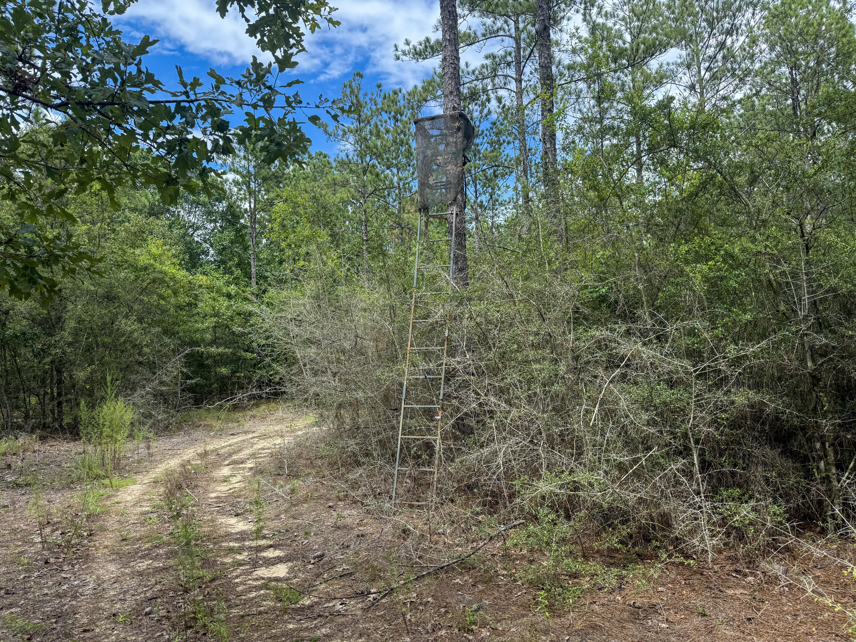 WALTON PLANTATION - Residential