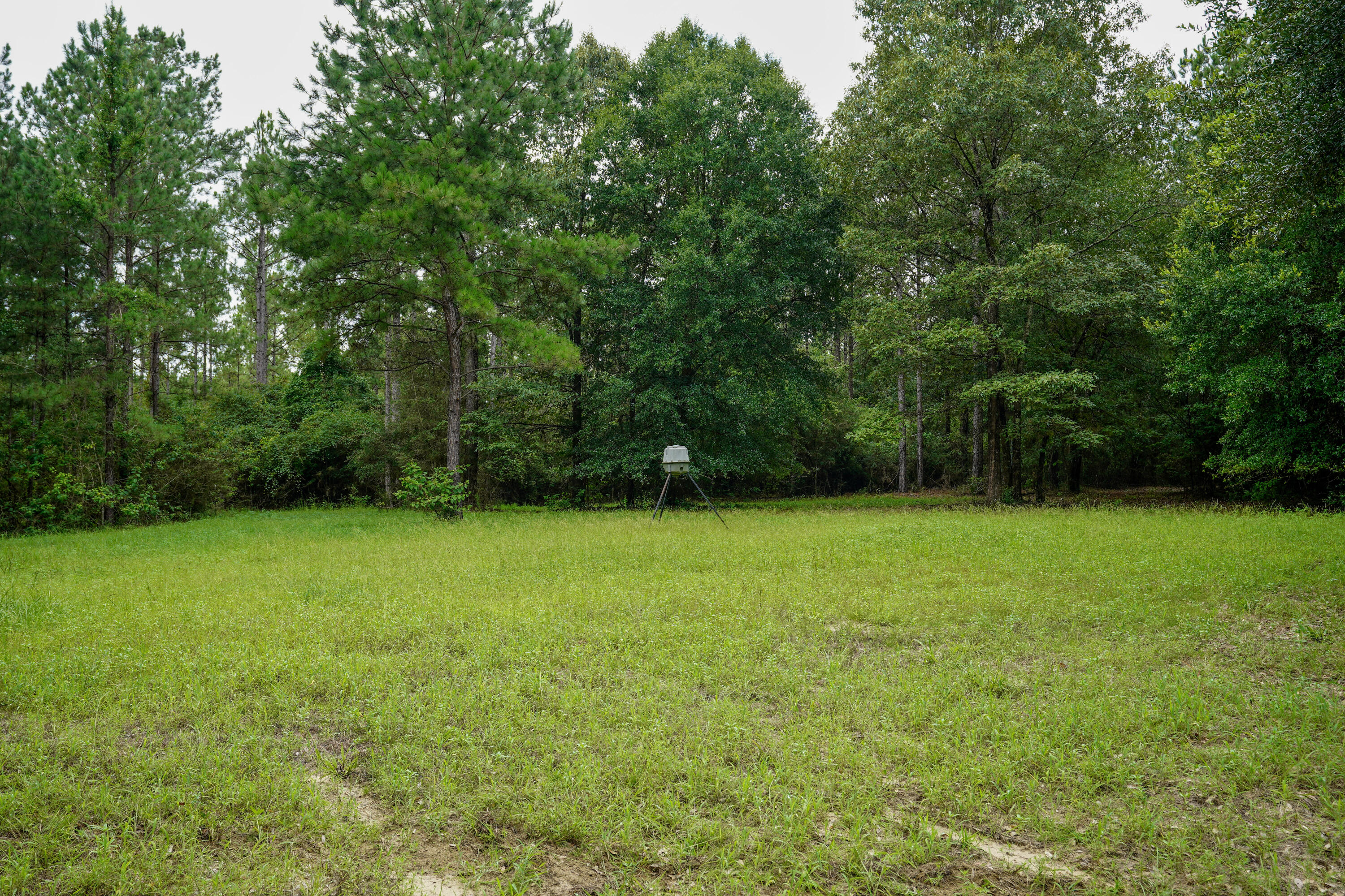 WALTON PLANTATION - Residential