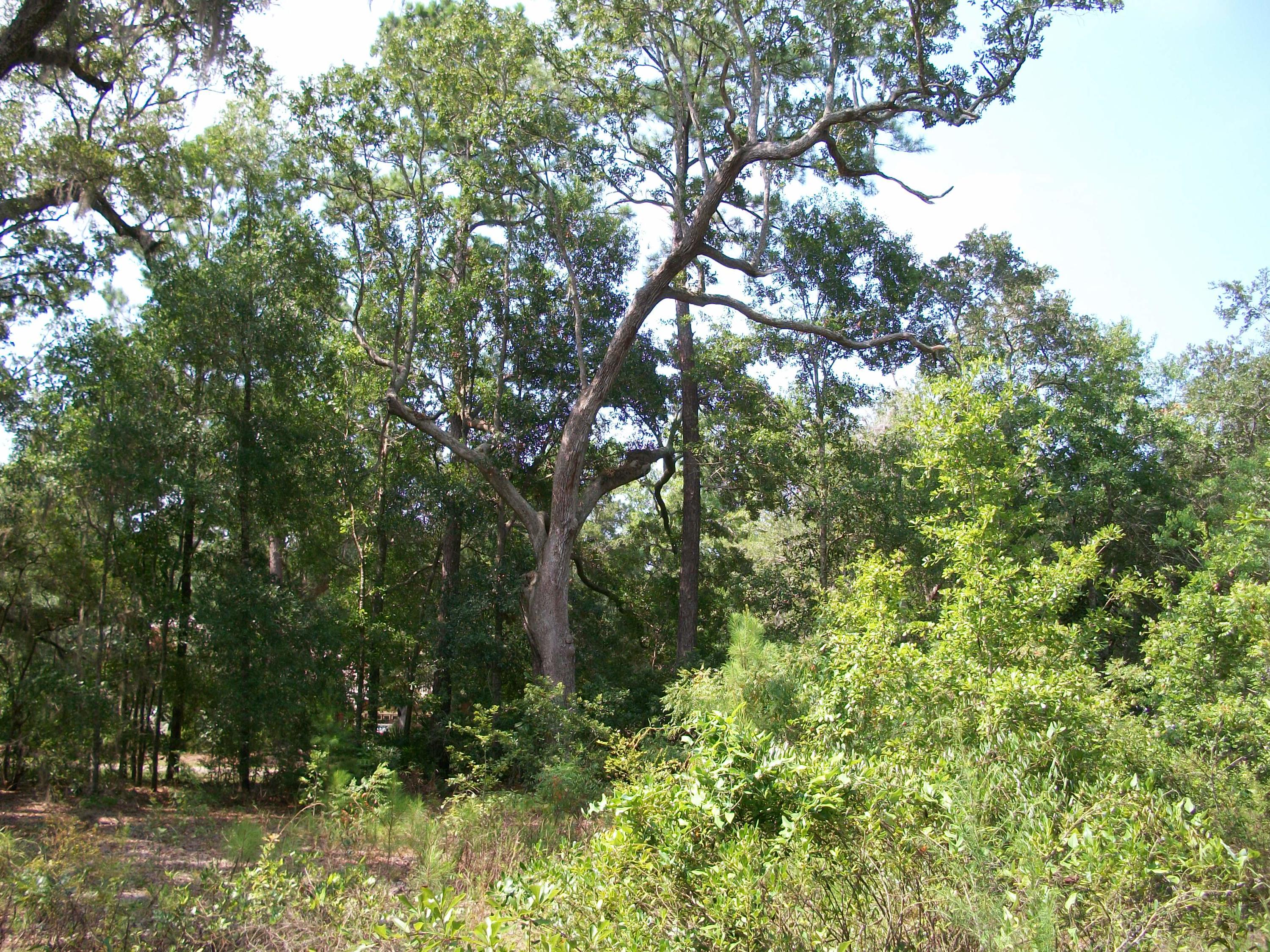 CROSS CREEK SHORES - Land