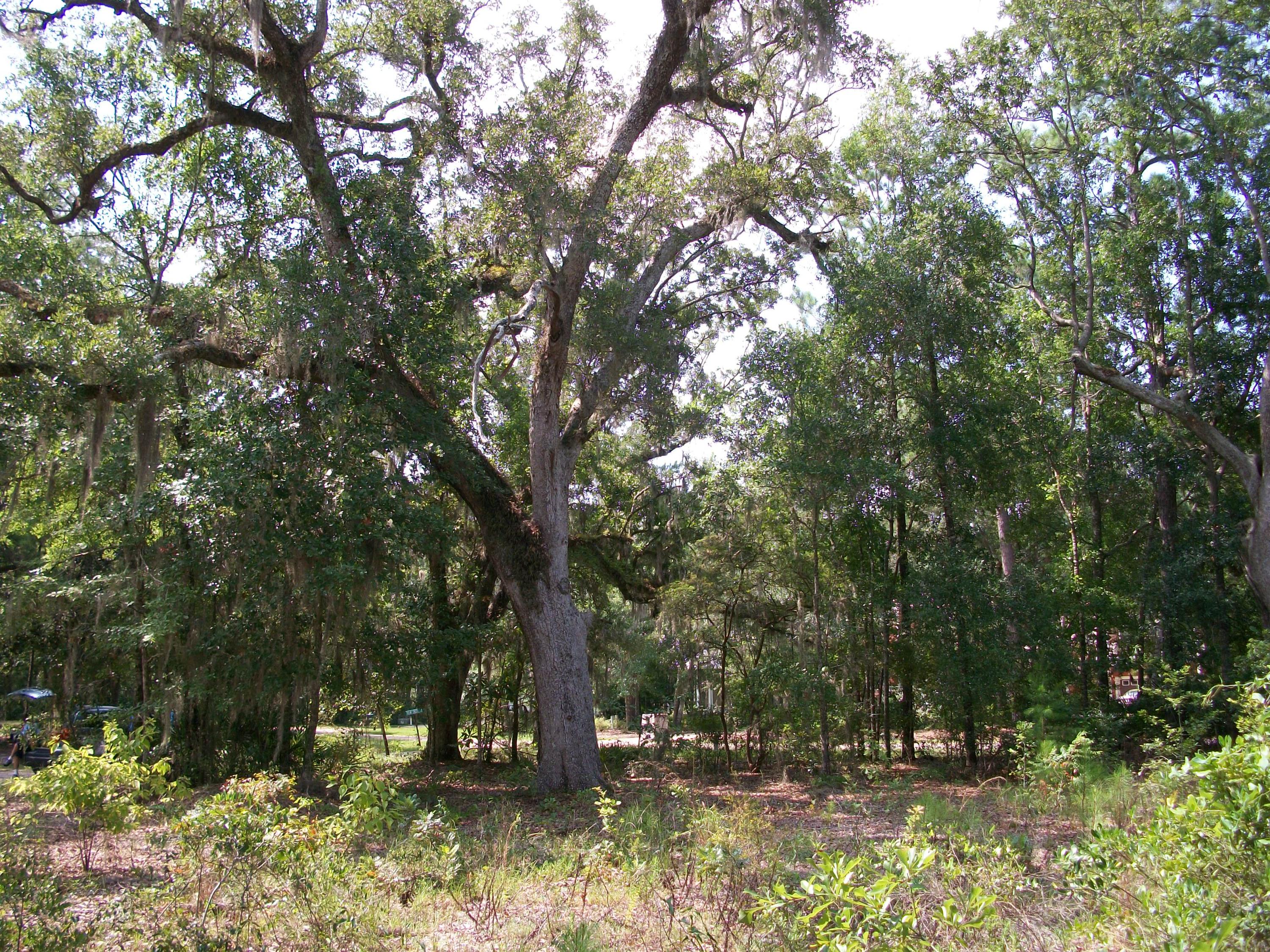 CROSS CREEK SHORES - Land