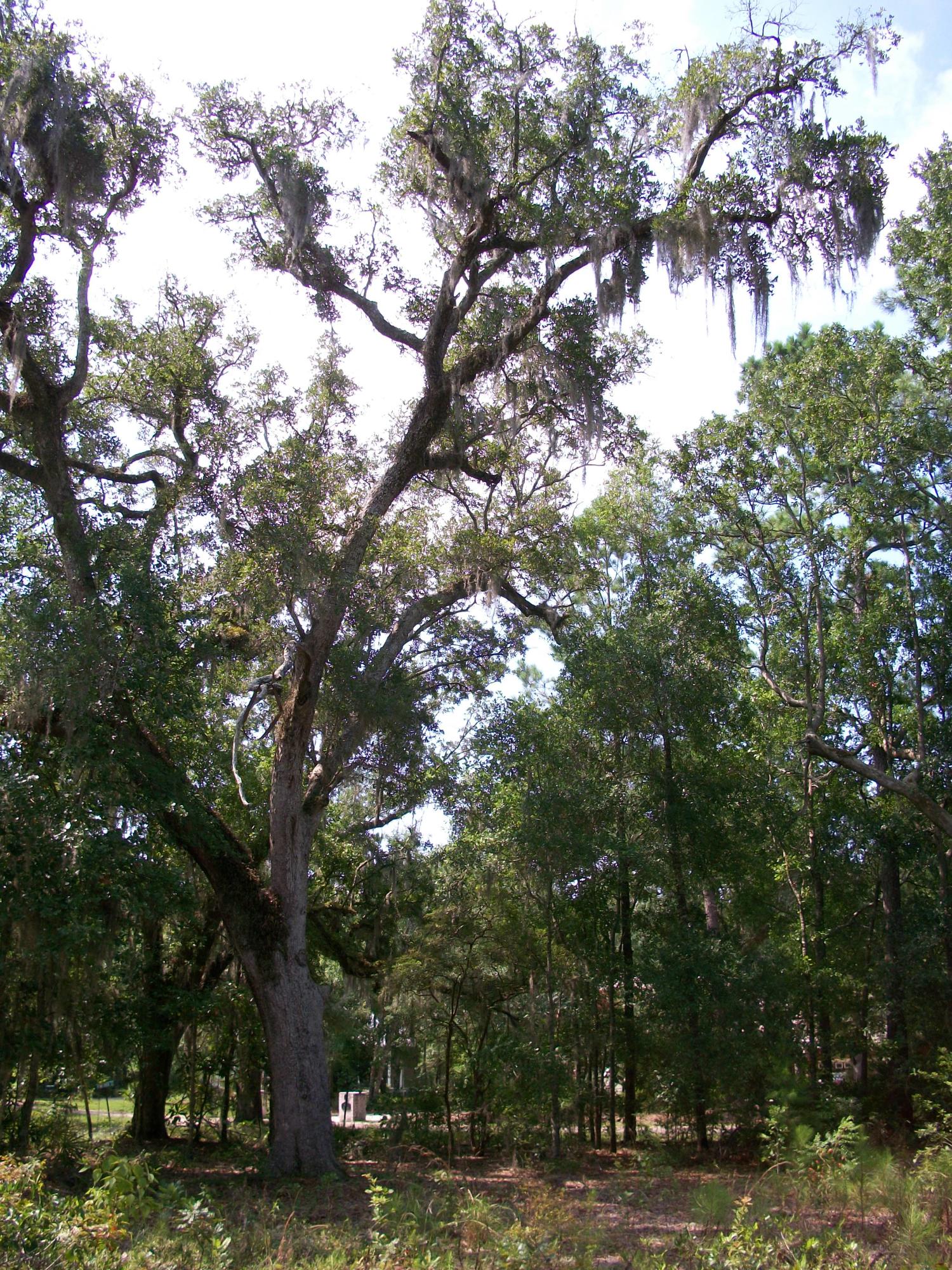 CROSS CREEK SHORES - Land