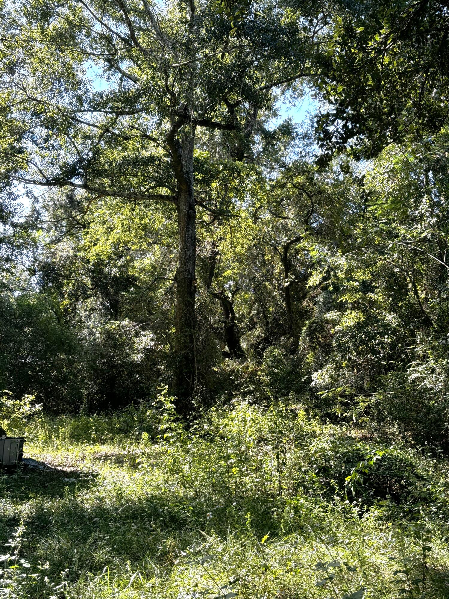 This large lot is ready for you and your house plans!  Mostly wooded, with plenty of room for you do make this the place for your dream home.  Existing mobile home on the property is not habitable and adds no value to this lot.  Located south of US 90 in Pace, and between Pensacola and Milton.