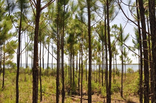 REO. Beautiful lot with roughly 90 feet of waterfront on the highly desirable Santa Rosa Sound. Bank of America employees, household members or business partners prohibited from purchasing.