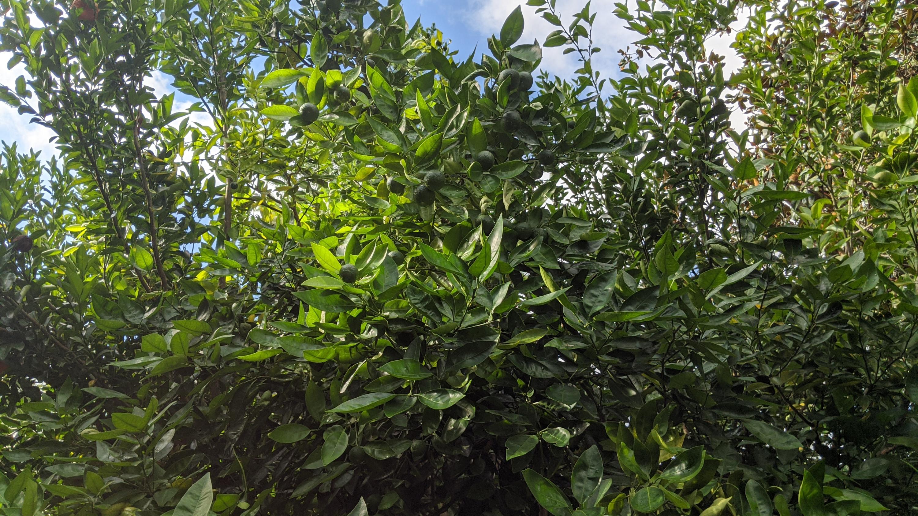 HUDSON ADDN TO CRESTVIEW - Residential