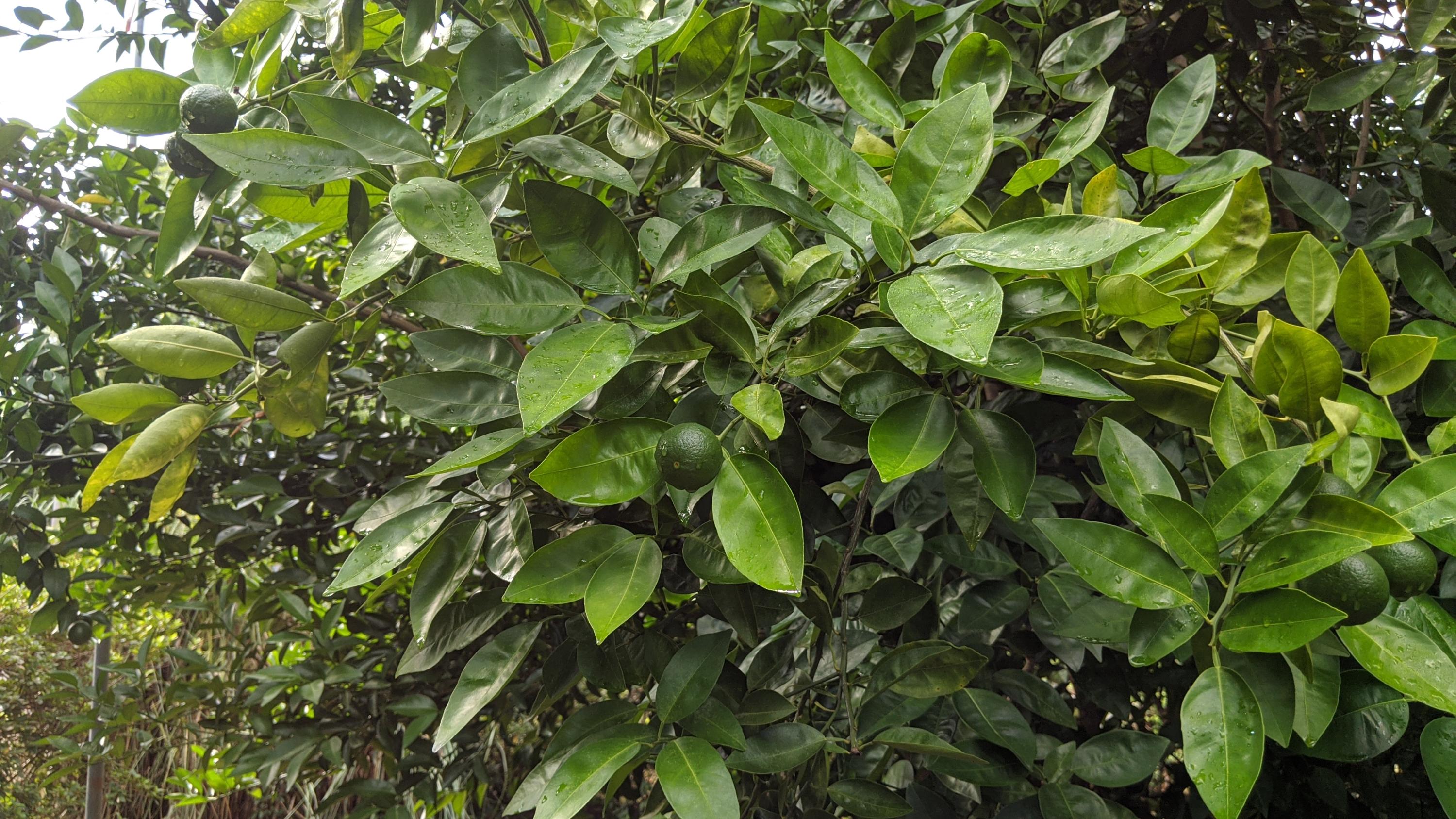 HUDSON ADDN TO CRESTVIEW - Residential