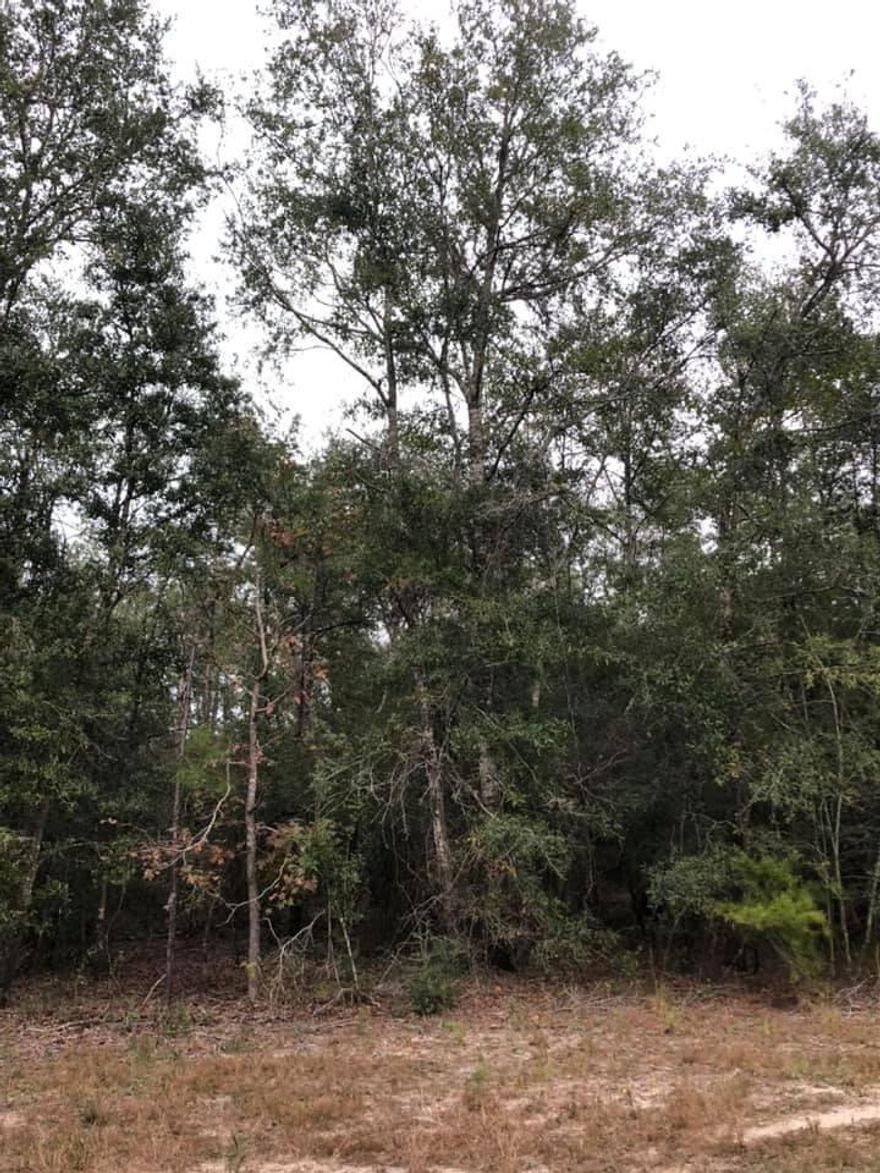 This is for two tracts that join back to back off of Mossy Bend Road.  Total of 15.22 Acres, and it is wooded and an old road runs through it. NO cross easements for the road exist. Backs on the BLUFF and has amazing views and sunsets. Great place for your mini farm/ranch and have your livestock/horses/pets. Plant a garden and build that DREAM HOME!! Mobile homes ok! If you are looking for a great deal this IS IT.  Highway 81 leads into Red Bay and Hwy 20 intersects to take you into Freeport.Tilley's landing nearby offers boating, swimming, fishing, camping and nature trails to hike. Also you may like to visit Ponce De Leon Springs and Vortex Springs for diving or swimming.