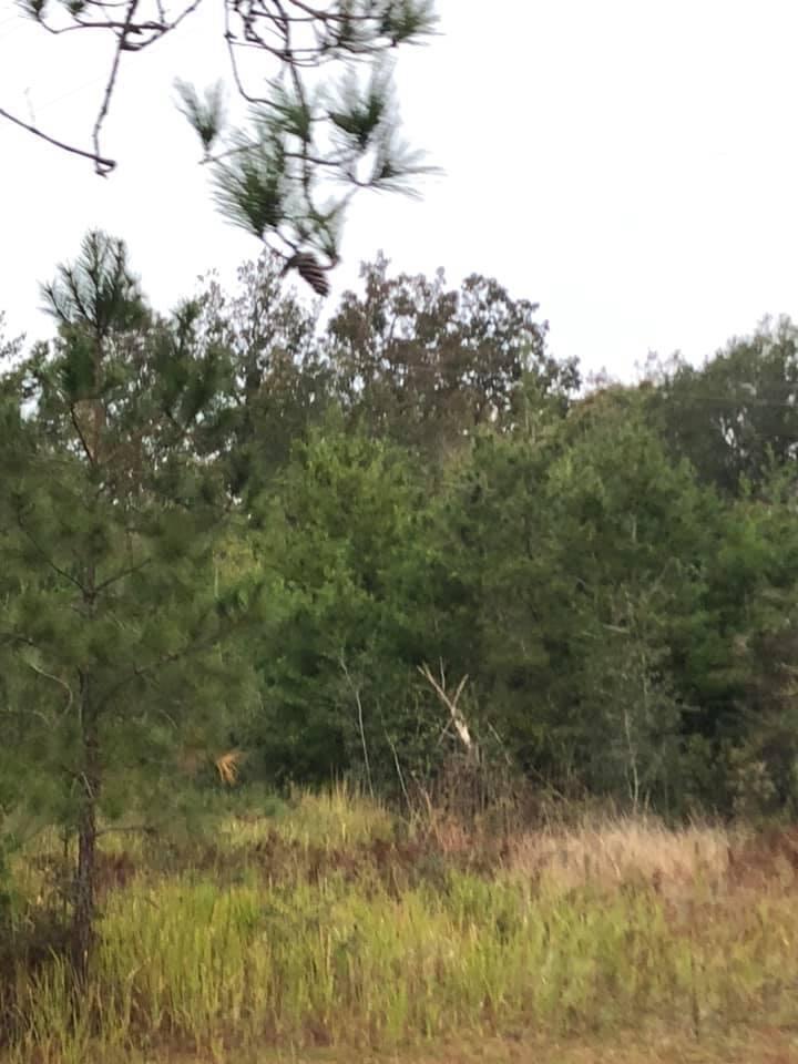 Highway 81 South - Land