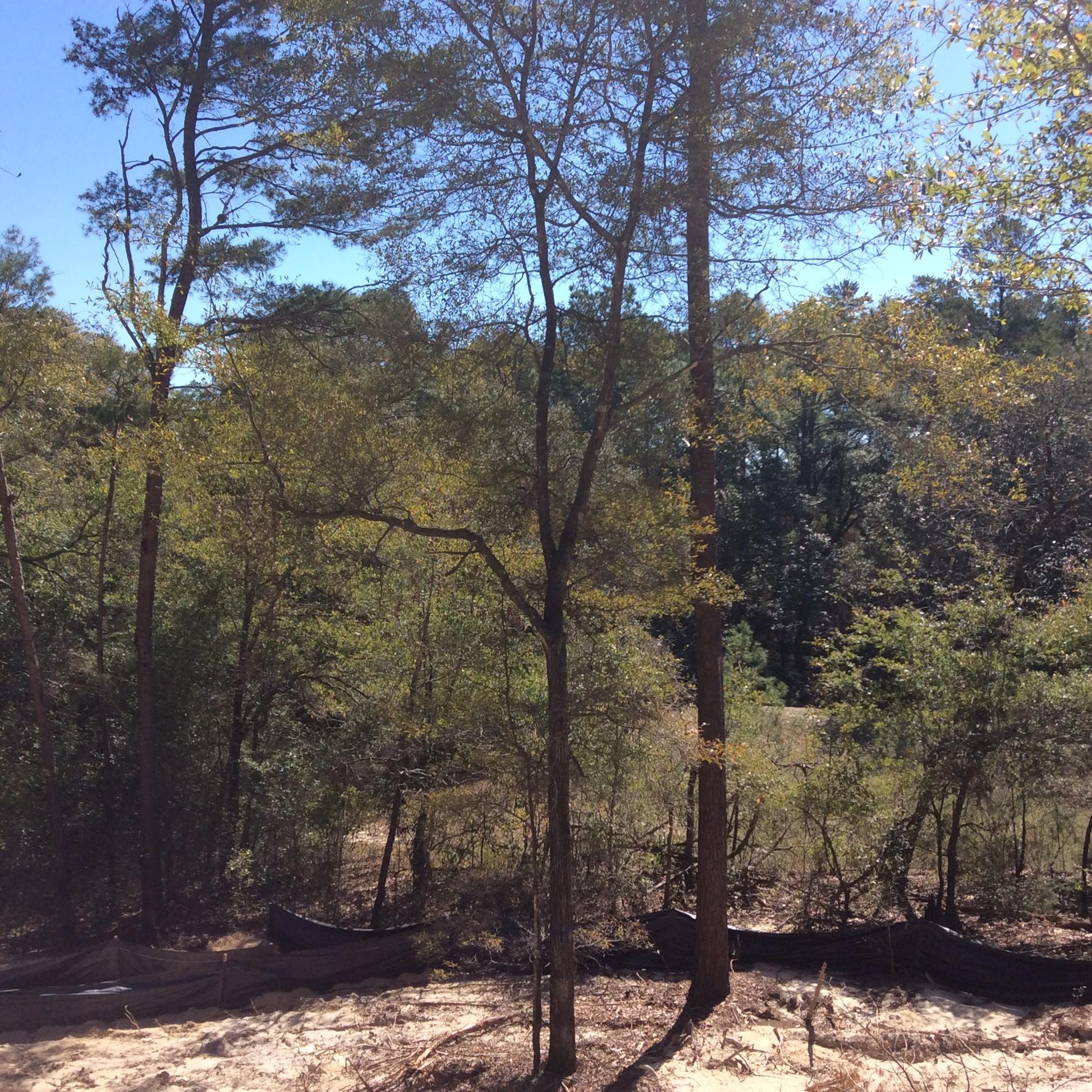 SWIFT CREEK PH III - Residential