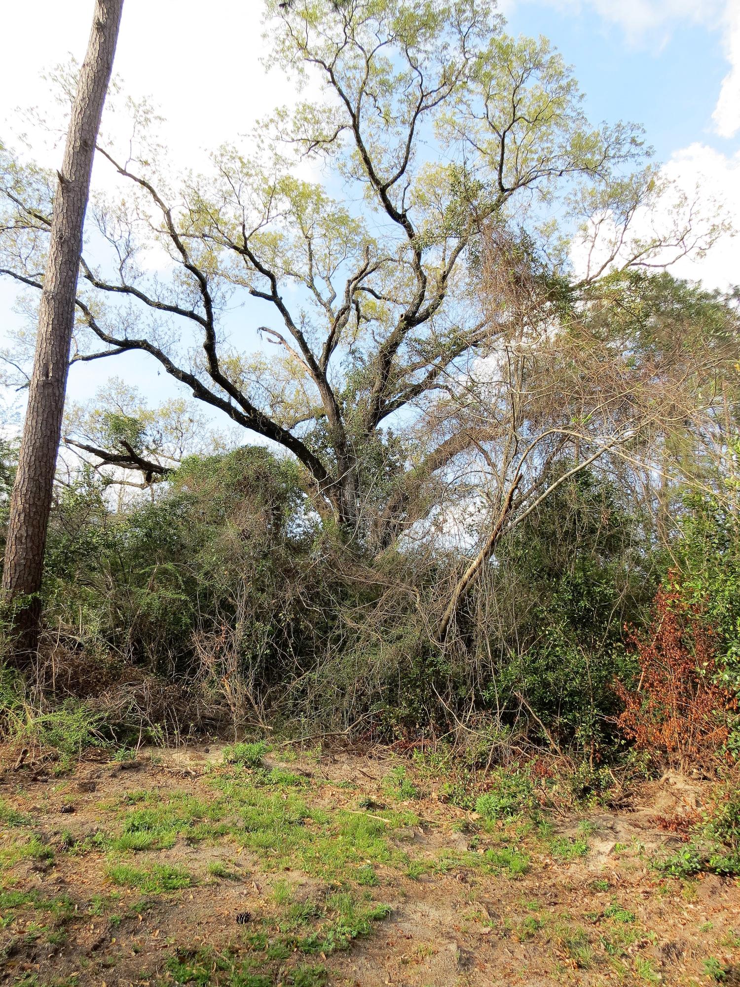 LAUREL HILL - Residential