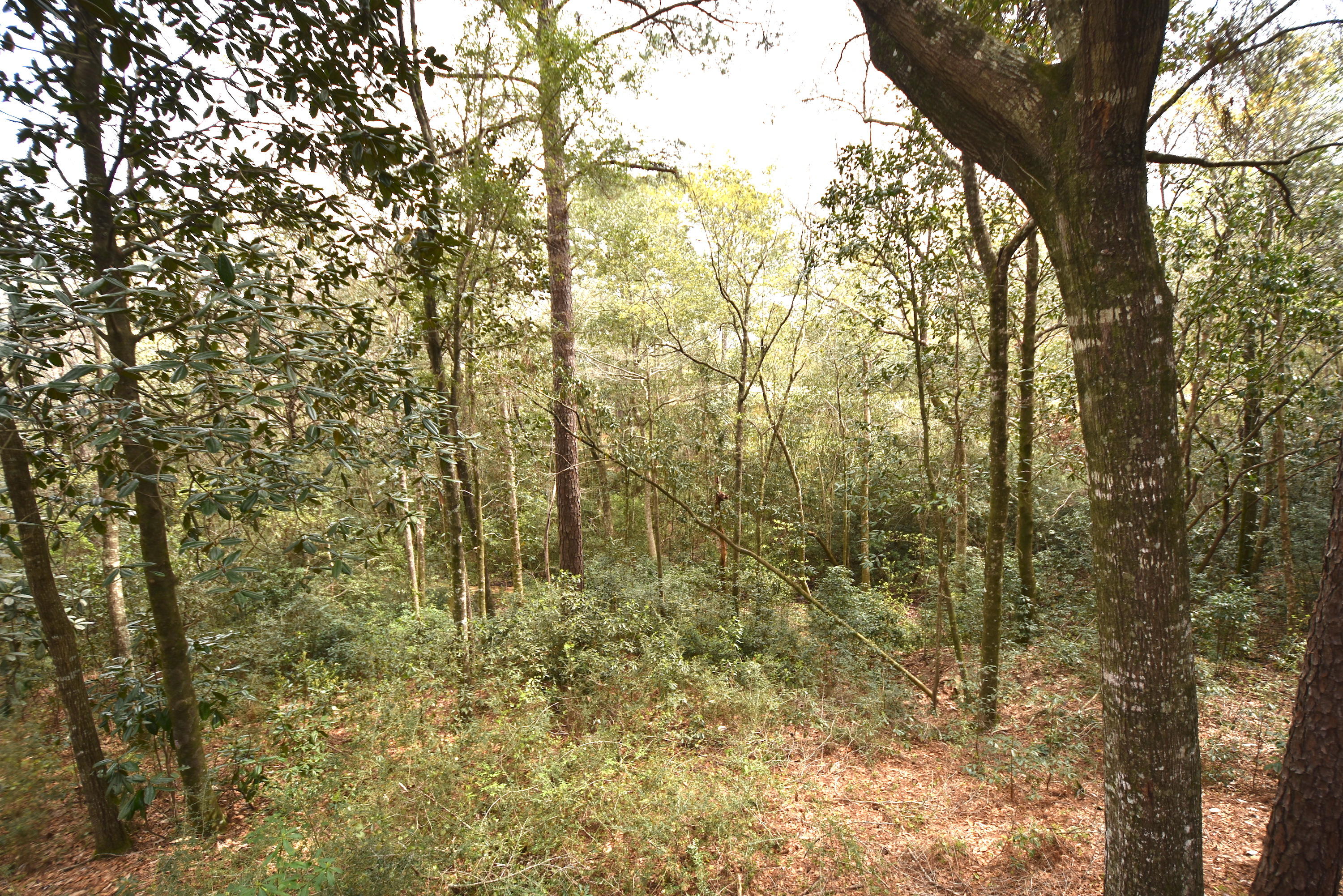 LAURELWOOD ESTATES - Residential