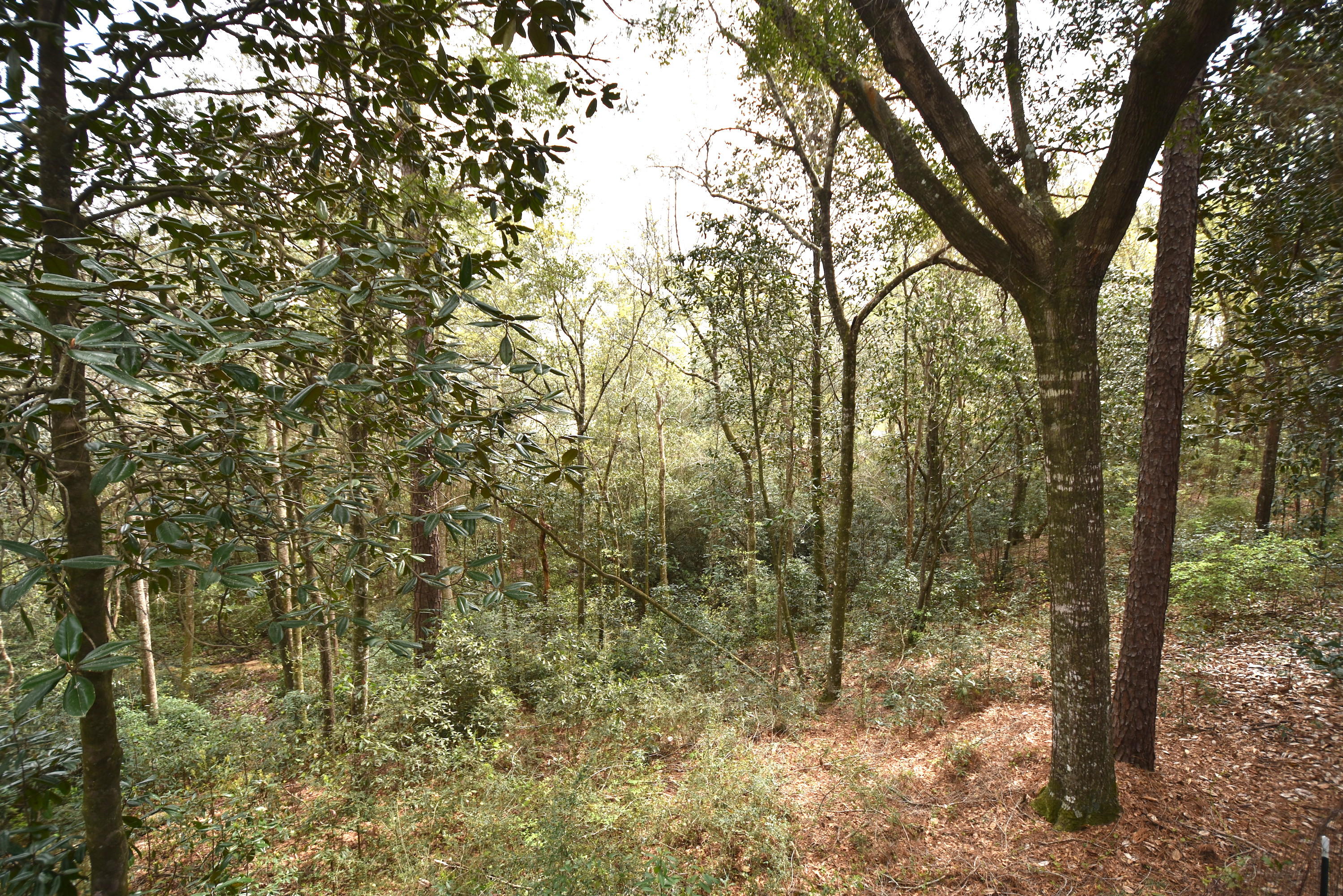 LAURELWOOD ESTATES - Residential