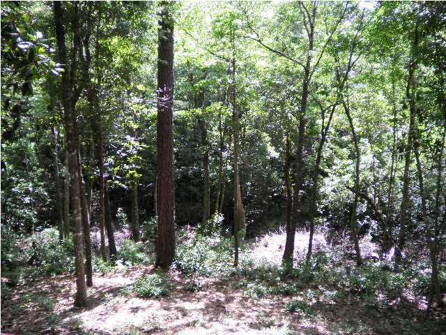 LAURELWOOD ESTATES - Residential