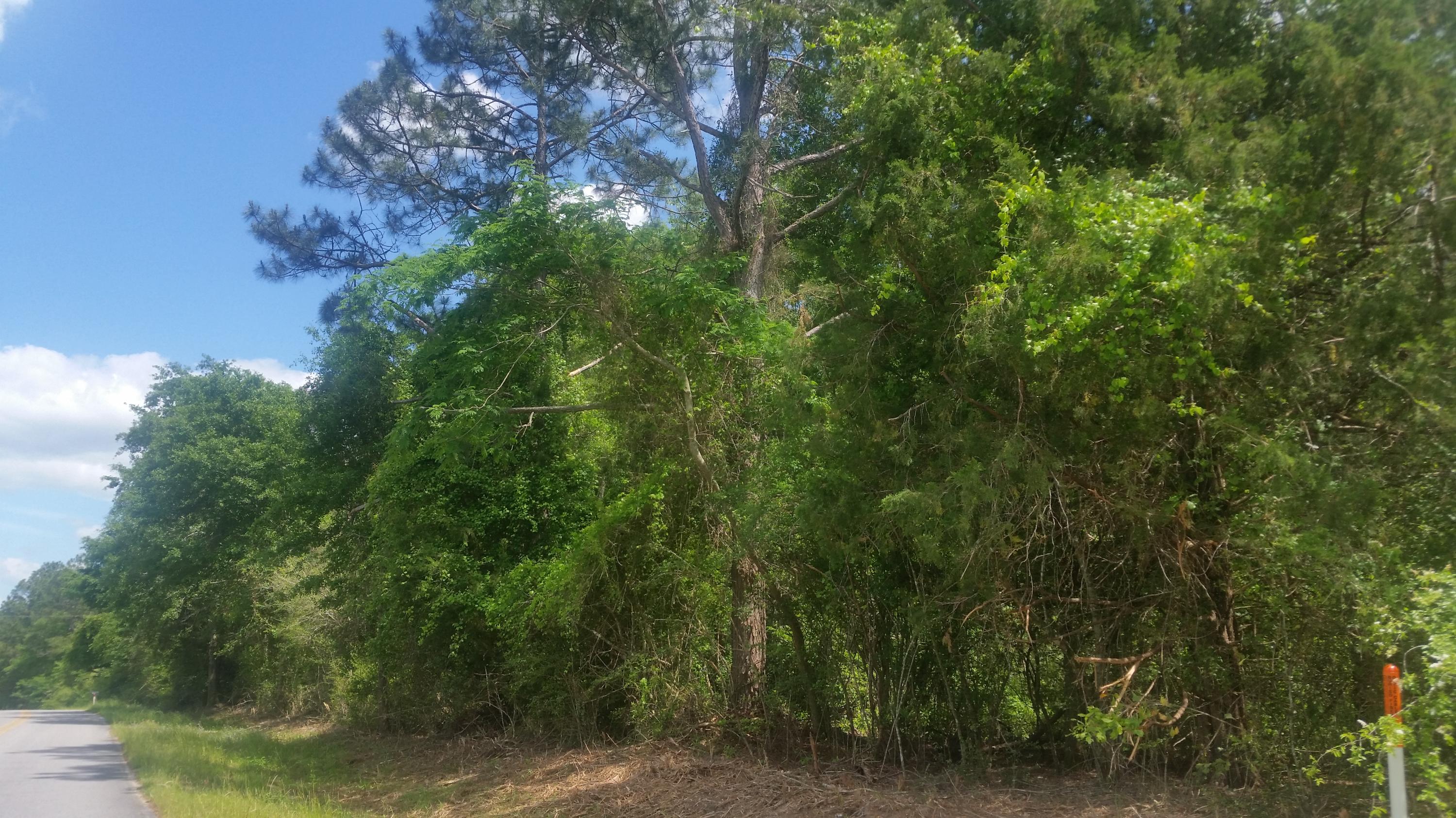 59 acres of a beautiful heavily wooded track of land with large pines and hardwoods. If your looking for a get-a-way in the country come check this property out. Approx. 59 acres subject to an up-to-date survey.
