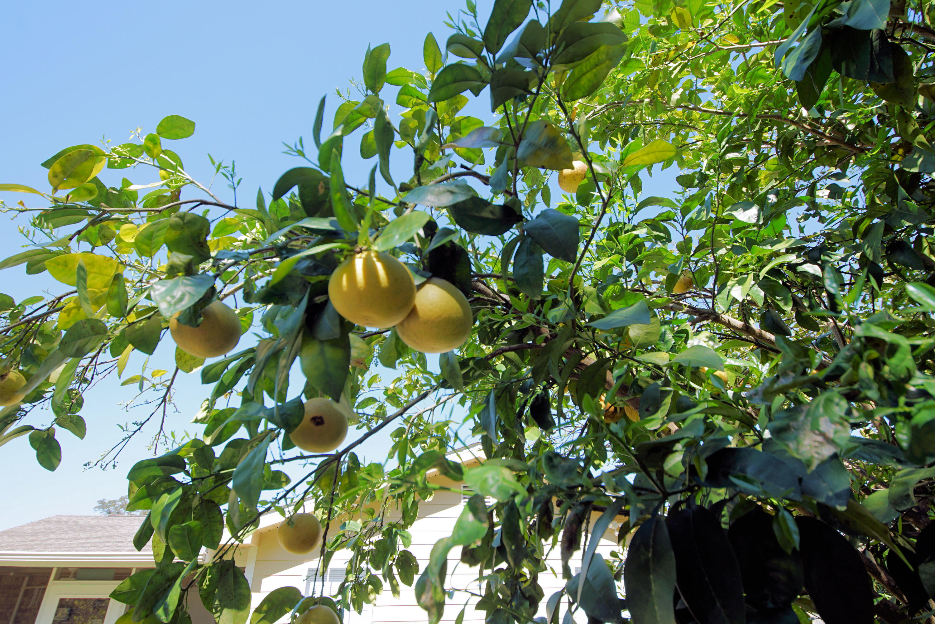 OAKRIDGE MANOR - Residential