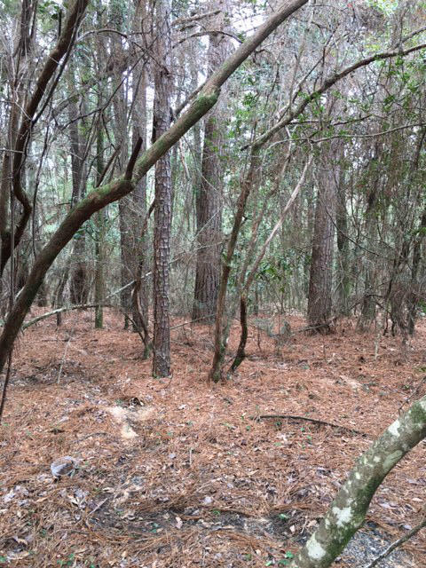 Beautiful 3.68 Acres with mature trees. If you looking for country peaceful living. This property is for you. Has enough land where you could build your dream home. Don't let this one slip away.