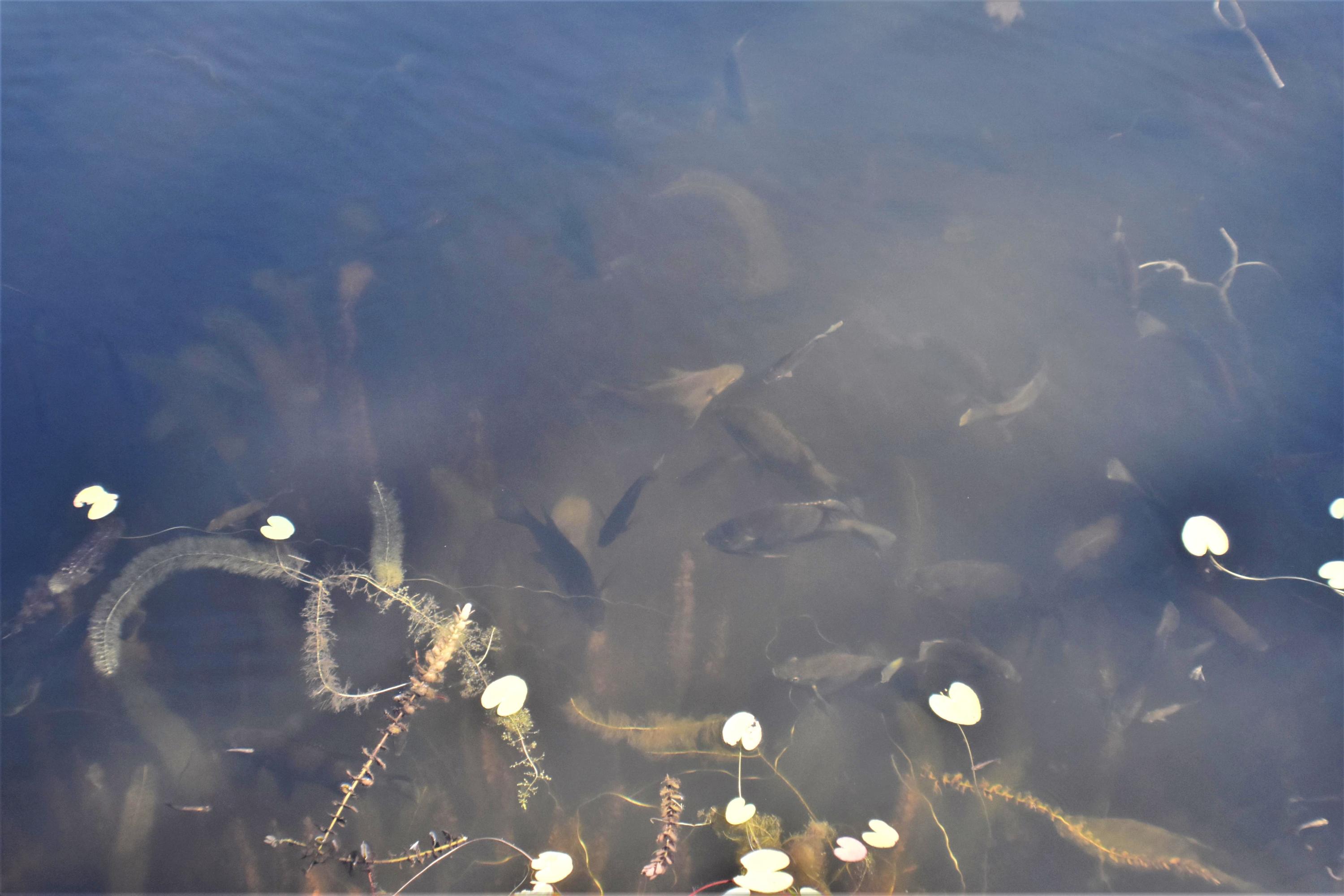 SUNNY HILLS SD - Residential