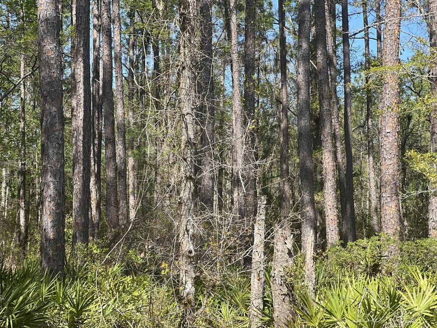 10 minutes to the beach and 2 minutes to the bay! These beautiful and tranquil lots are right off of US Hwy 331 on a low traffic paved county road. The lots are within a 1/4 mile to all of the shopping and restaurants, but outside the city limits of the booming city of Freeport, FL.  Lots 12 & 13 are wooded, so you  decided which trees you want to keep and which trees to cut down. Survey included and house plans are available if desired.