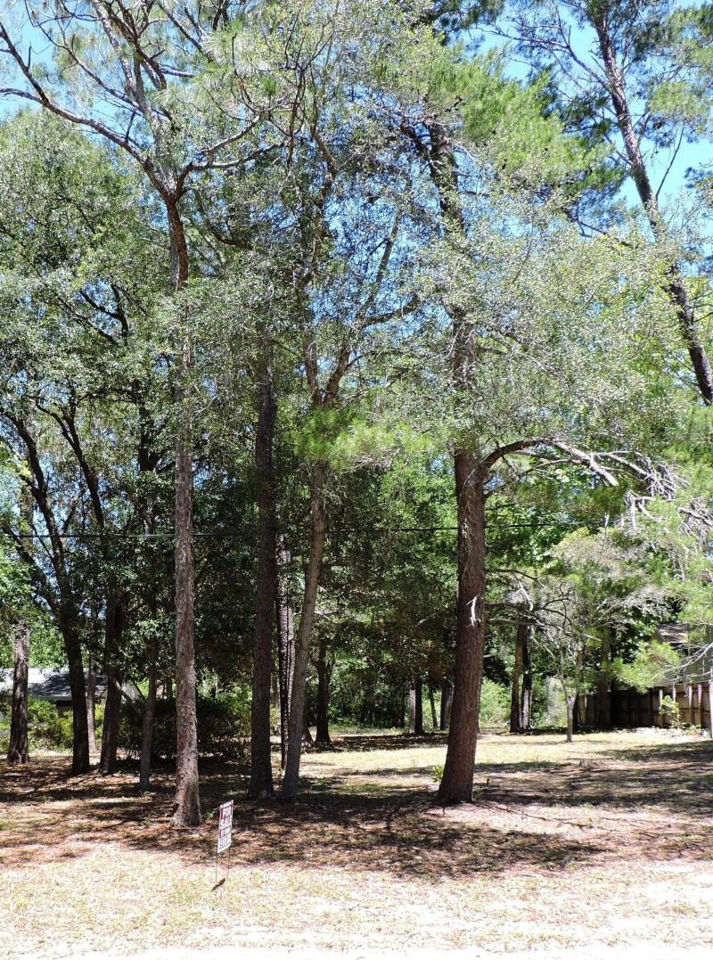 Lot for sale that is 75 x 300 feet. No house included. There are many nice shade trees on this lot. Located in a prestigious neighborhood, which is safe and family friendly. Located near the Longwood Elementary school and it is also close to the bayou.