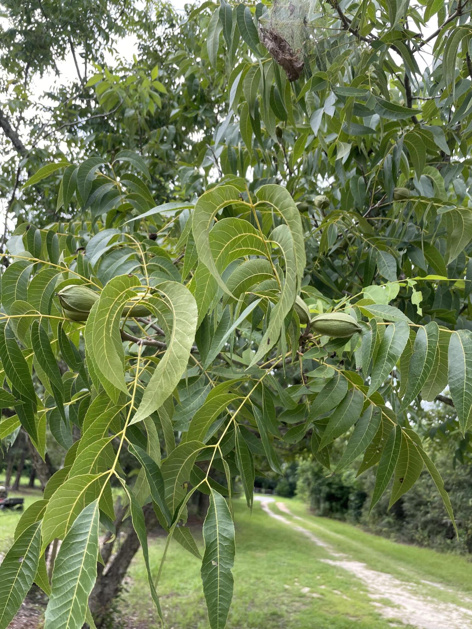 UNRECORDED SUBDIVISION - Residential