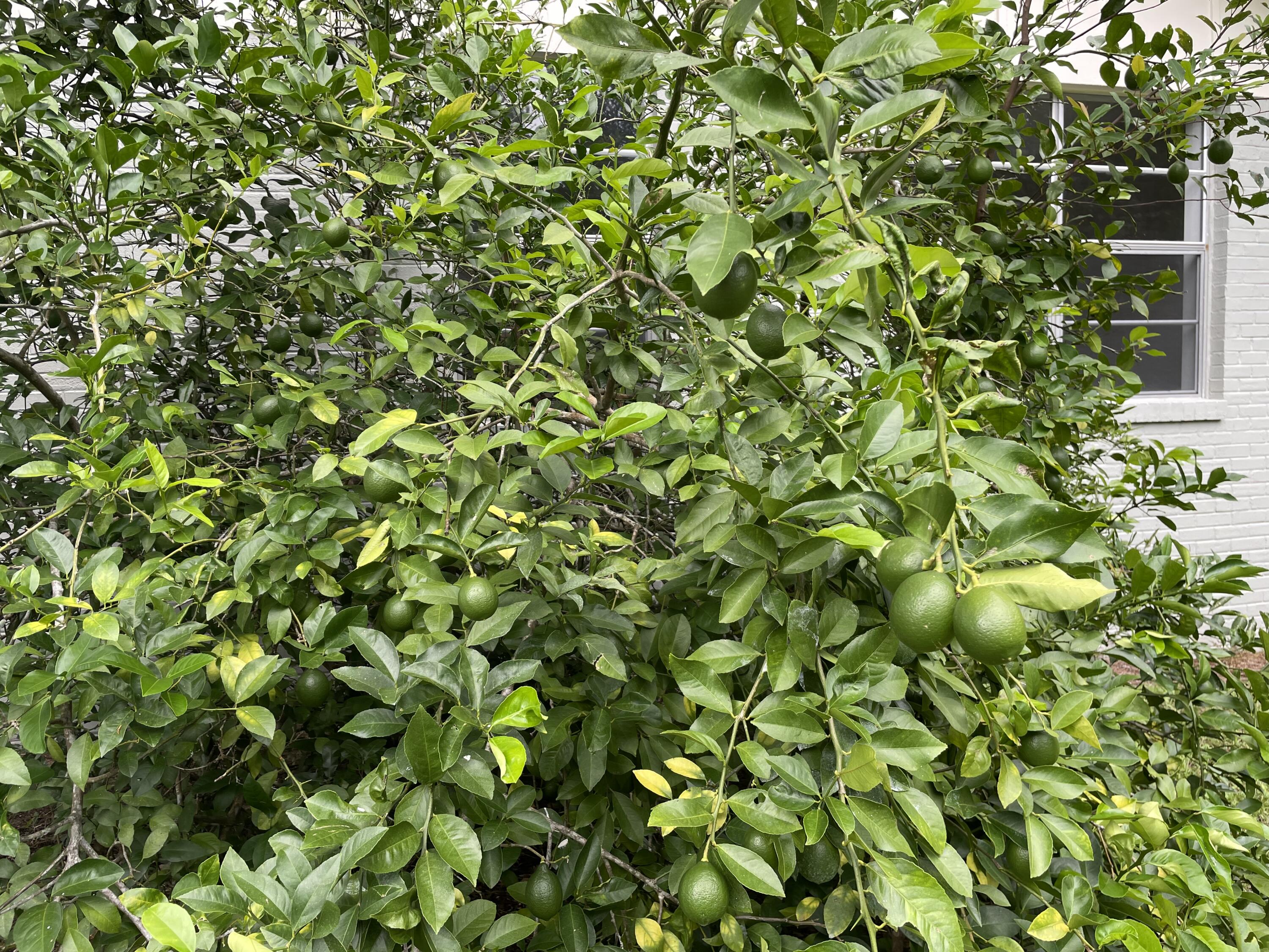 UNRECORDED SUBDIVISION - Residential