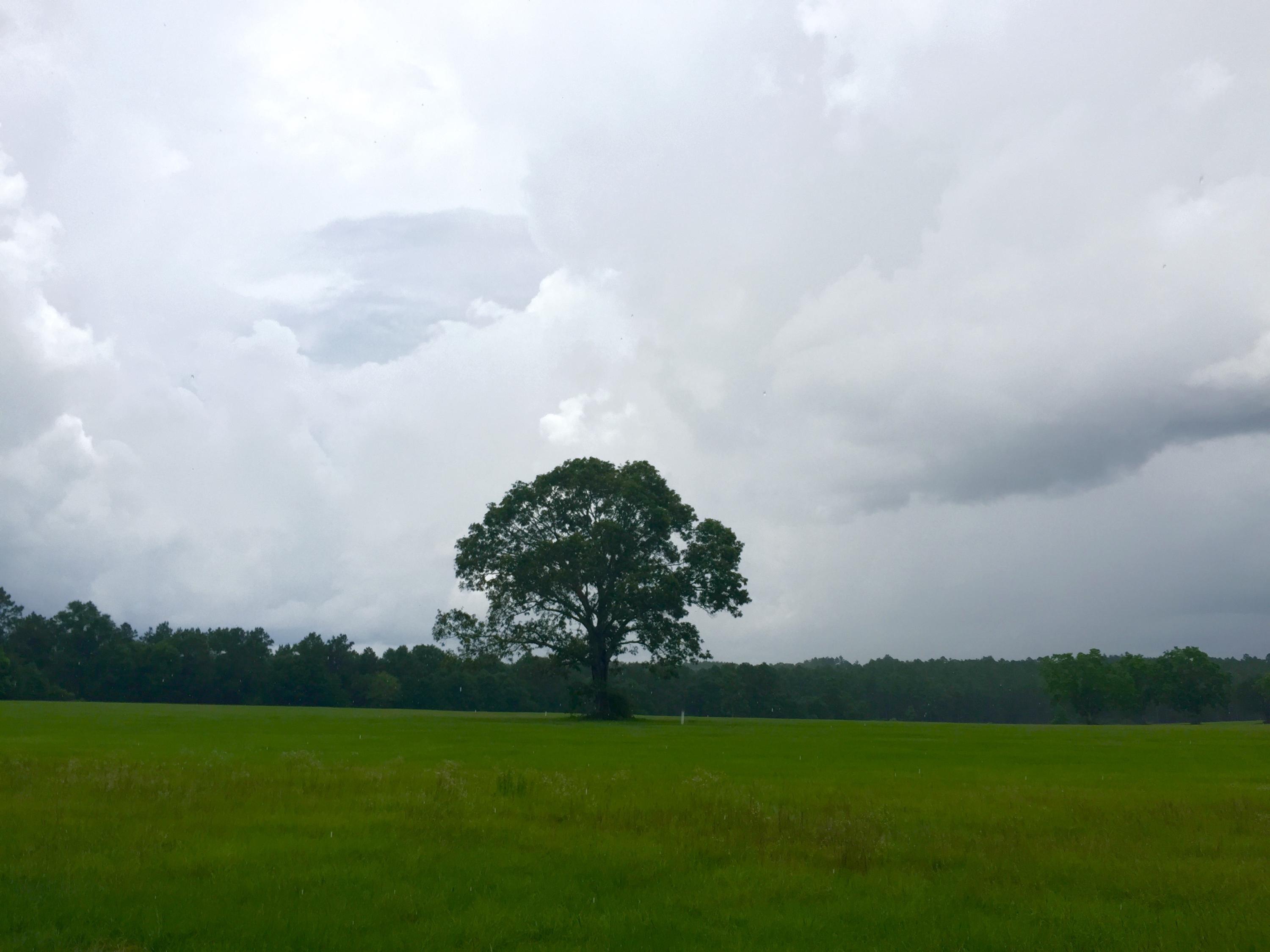 Mossy Oaks - Residential