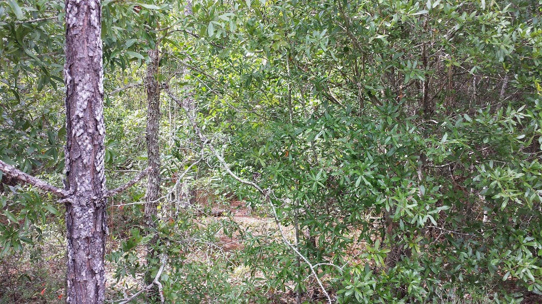 METES & BOUNDS - Farm