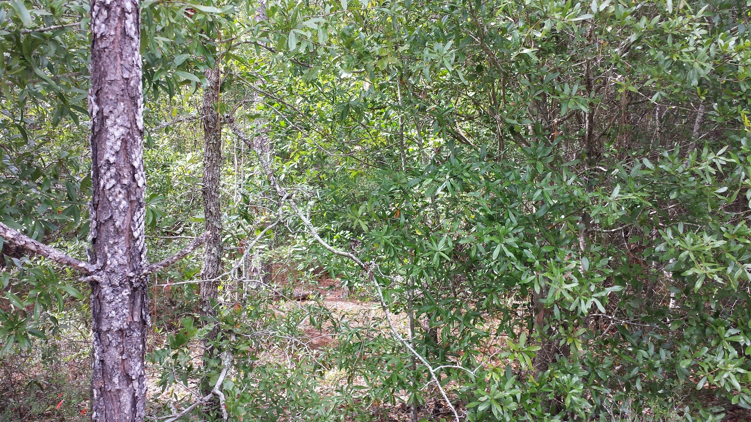 METES & BOUNDS - Farm