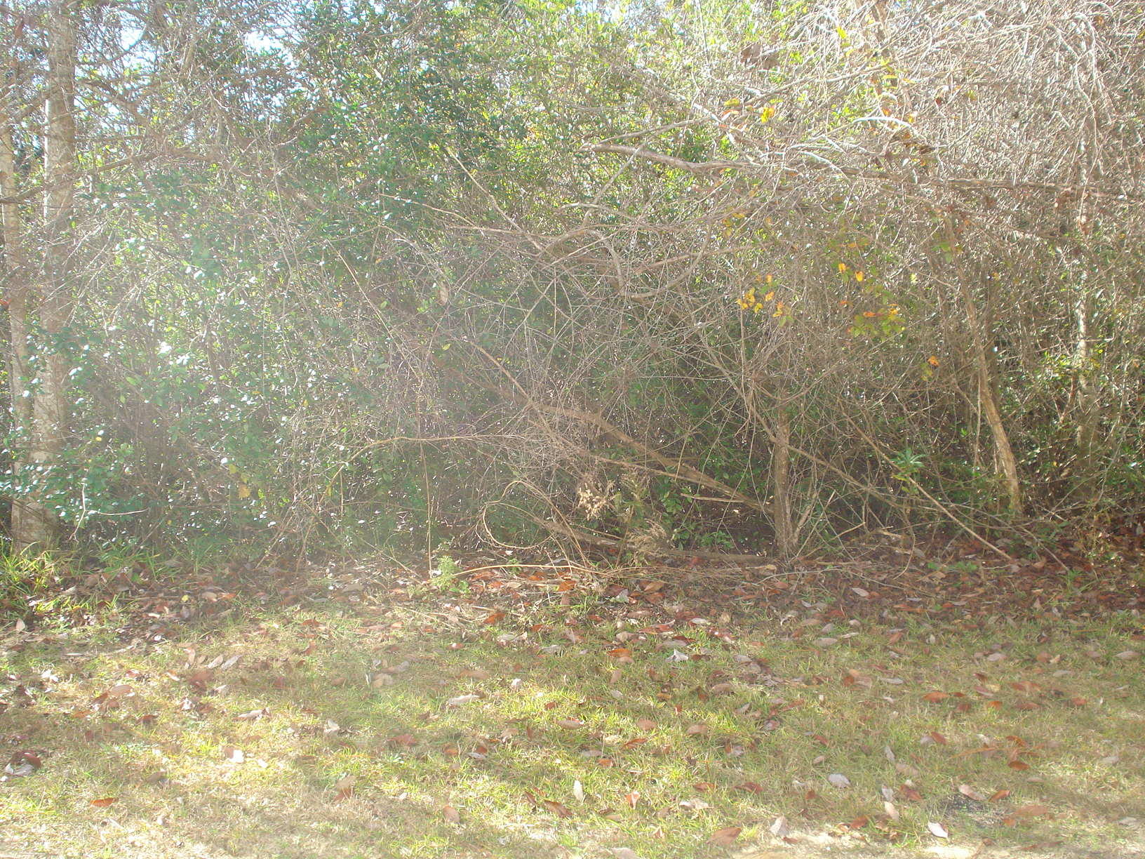 ROLLING PINES - Residential