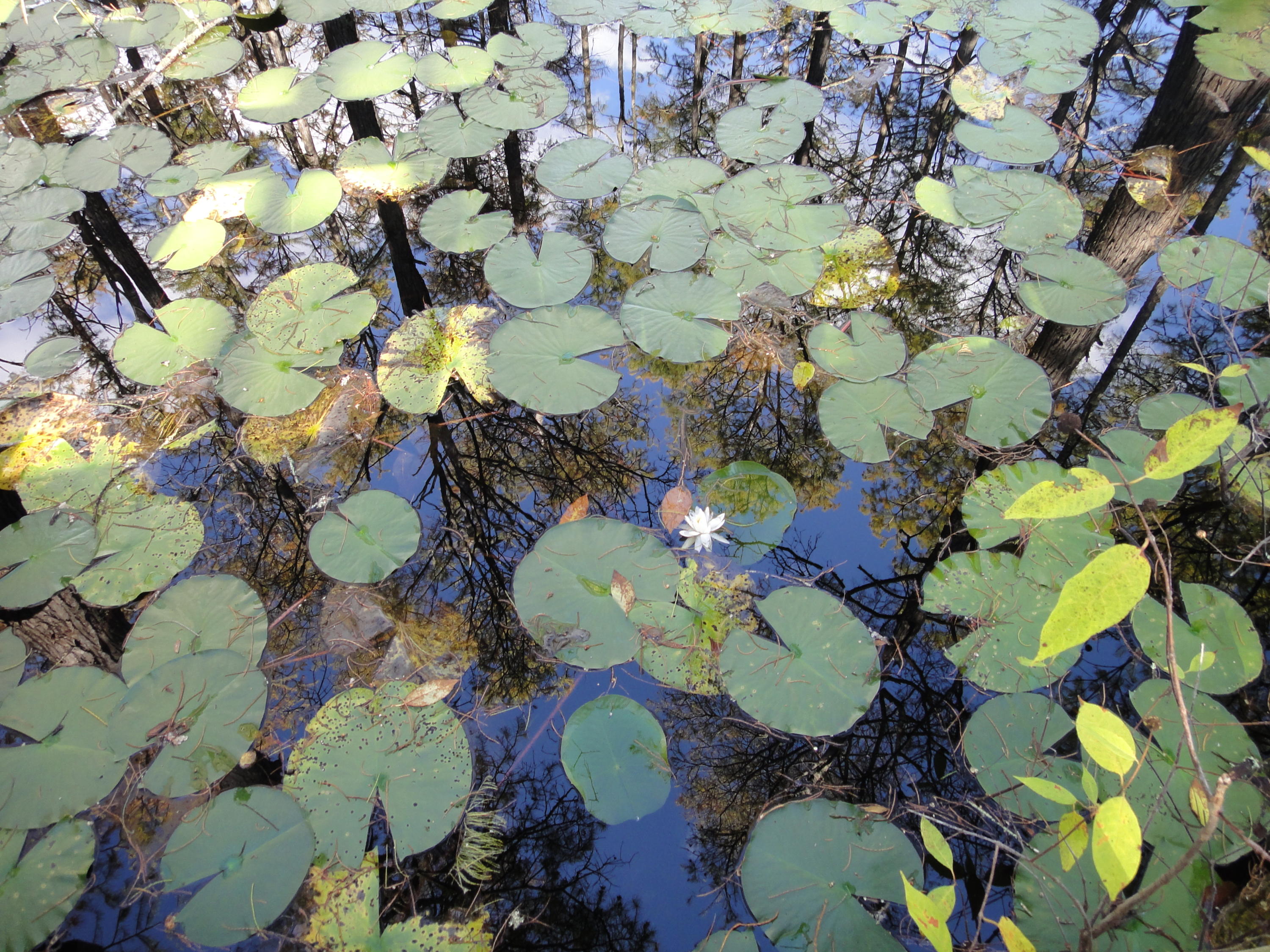 CYPRESS DUNES - Land