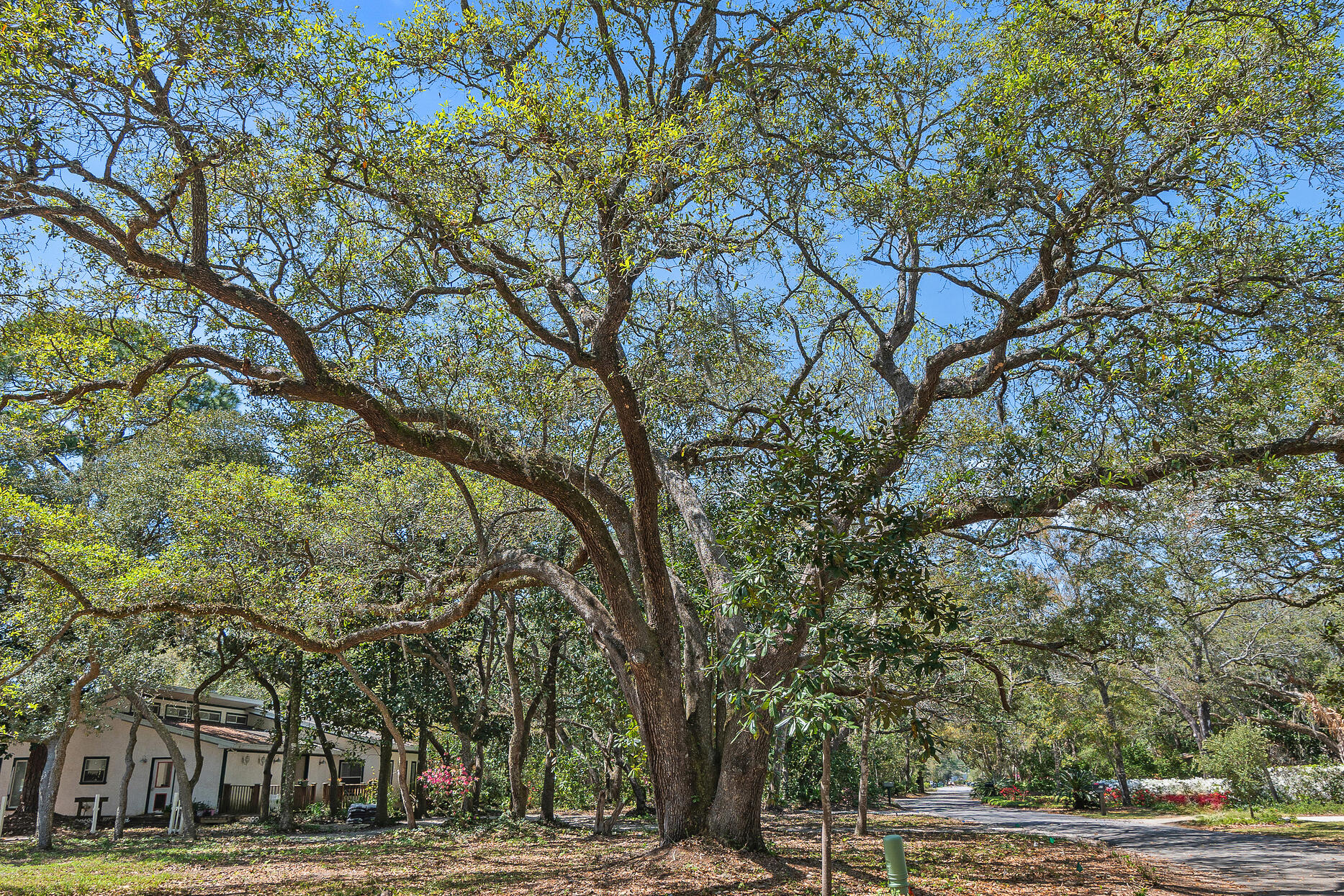 Step into your own enchanting forest on this stunning 1.73 acre estate across the street from the Choctawhatchee Bay. The property is covered in stunning, show-stopping trees. Tucked away on a dead end, private road, Eden Bay Estates offers a peaceful bayside lifestyle, where nature and wildlife are abundant. Spanning almost 2 acres and two corners, there are three separately platted lots being offered for sale together. The existing mid-century modern home offers steel framed construction and stucco exterior, intended to stand the test of time. The main home offers 3 bedrooms and 2.5 baths in the main home, with an additional bedroom and bath over 2 car garage, on 1 lot. An open kitchen, dining, and living room with a wood burning fireplace is the heart of the home. Vaulted ceilings with transom windows throughout the home filter in beautiful natural light through the tree canopy. The master bedroom offers a massive space with two walk-in closets, ensuite bath, and sliding doors out to your private patio. Two additional bedrooms share a full bathroom in the main home. Above the detached garage you will find a studio apartment with closet and private bathroom.
Enjoy bay views from your front yard, and you can find Deep water bay/Gulf access just a mere 6 minutes (2 Mi) down the road.
Custom plans for a 4,355 square foot home have been approved and permitted for the other corner lot, and construction can begin immediately, should you wish to do so.
A third lot runs behind the two corner lots and offers the opportunity to build a third home or to enjoy a masterfully planned estate with a huge garden and yard for the dogs and kids to run free. Whether one home or three, options abound on this special and unique property.