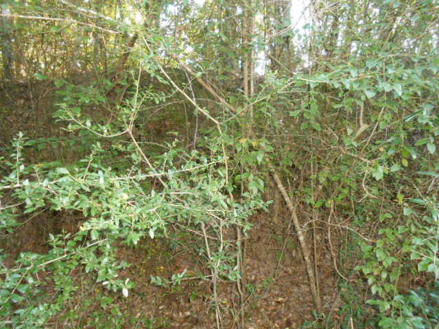 Clear Creek Farms - Land